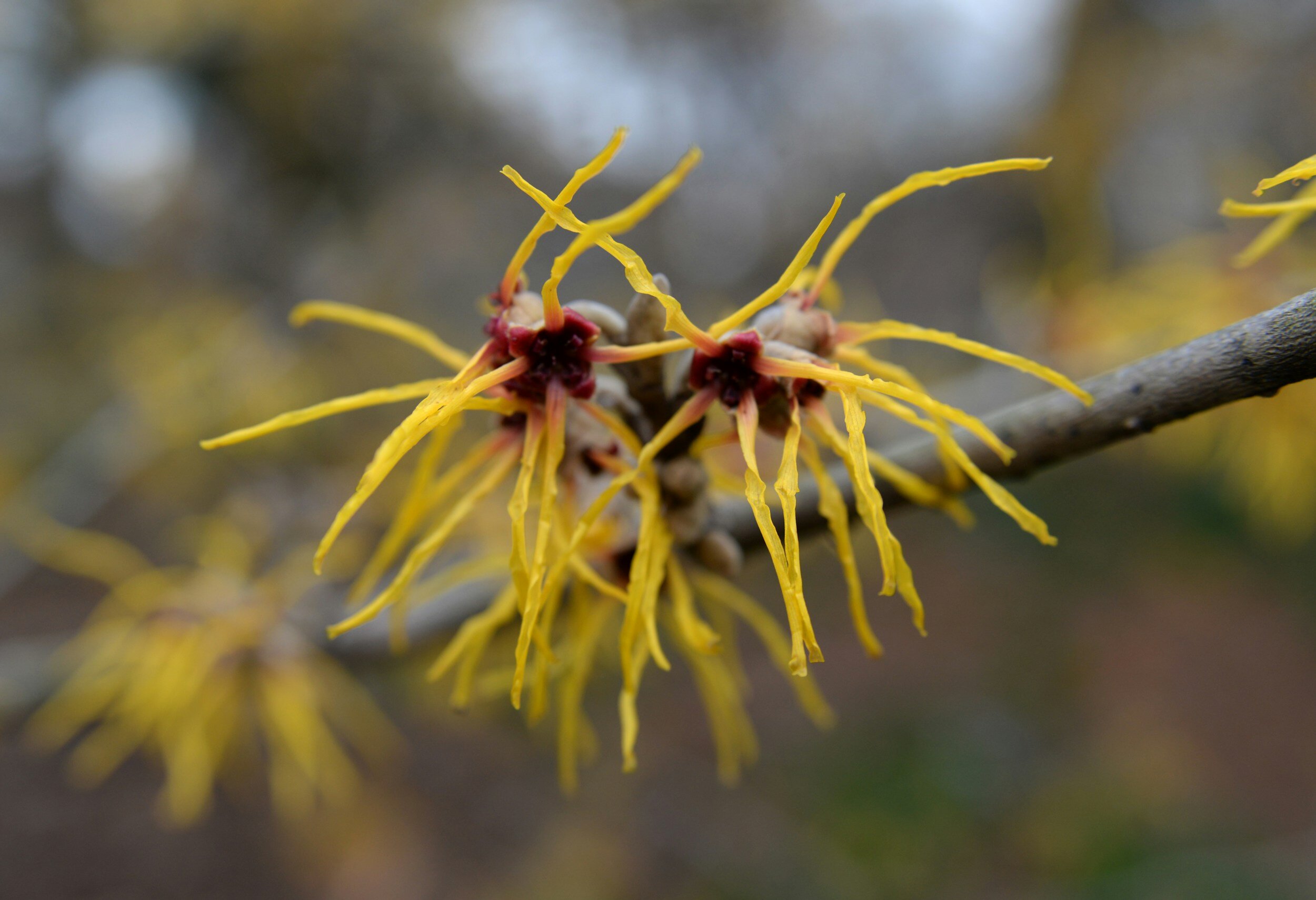 Hamamelis - die Zaubernuss
