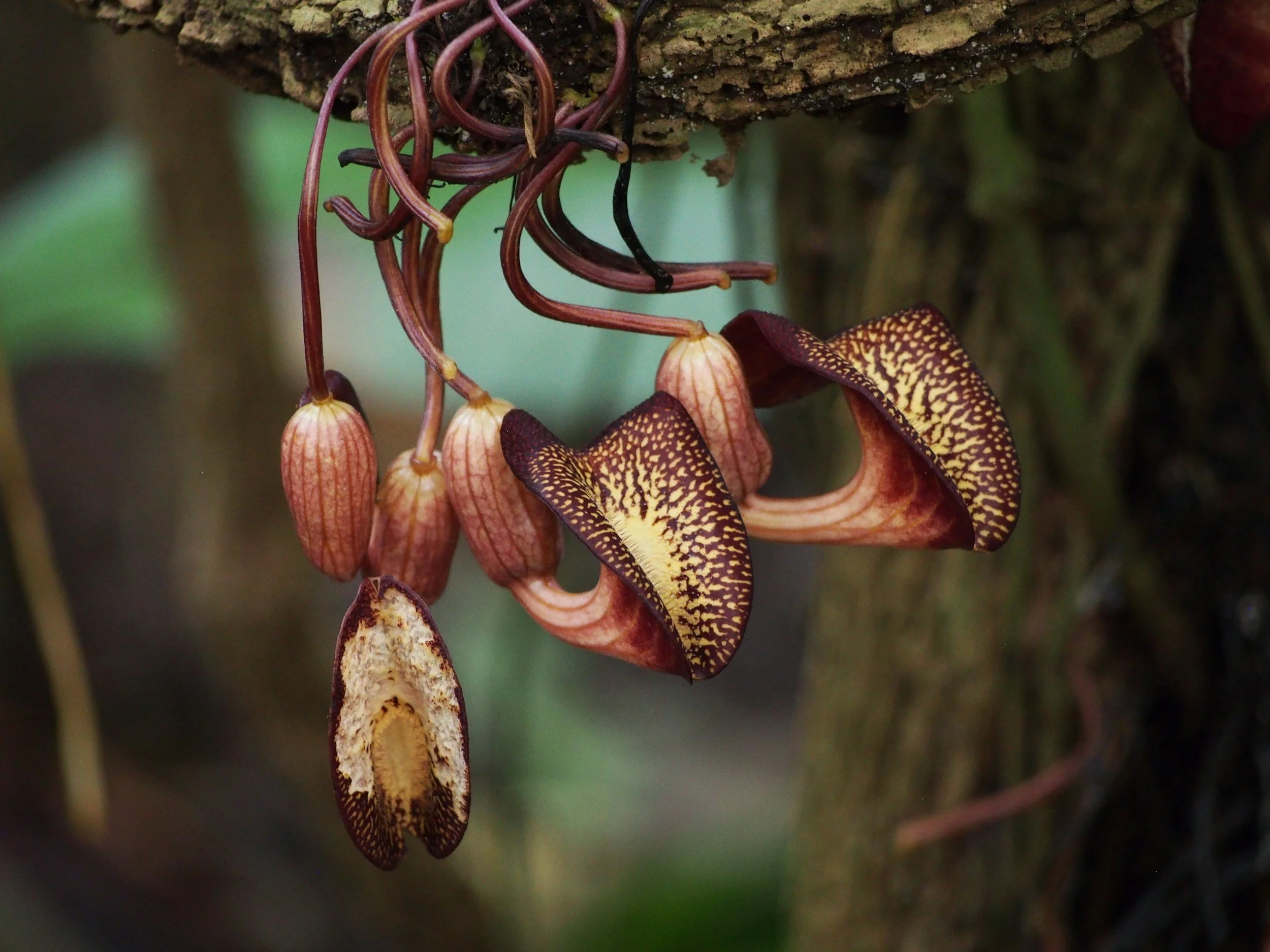Aristolochia - warum wirst Du immer vergessen? 