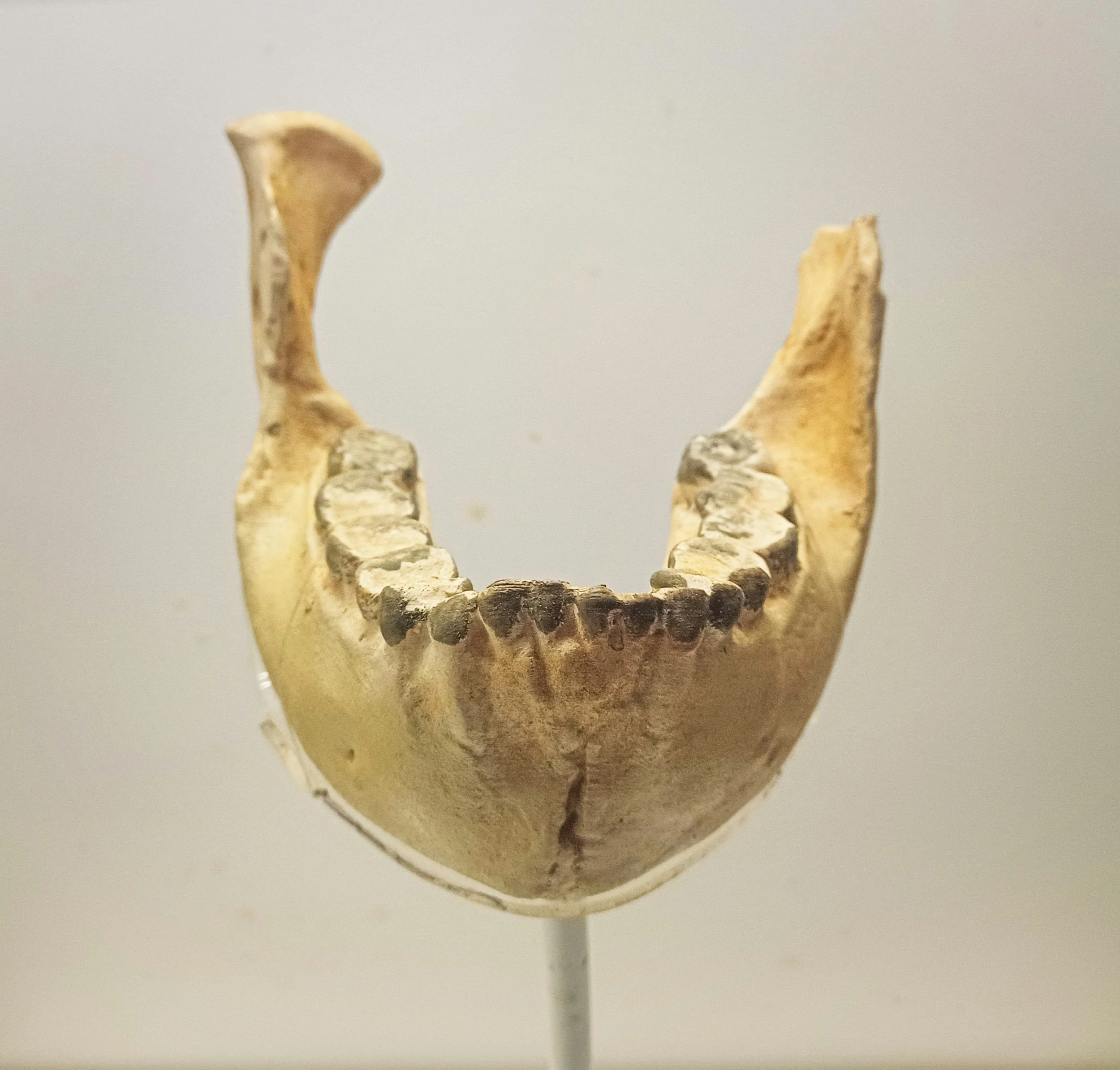 Amphisbaena und die Zähne