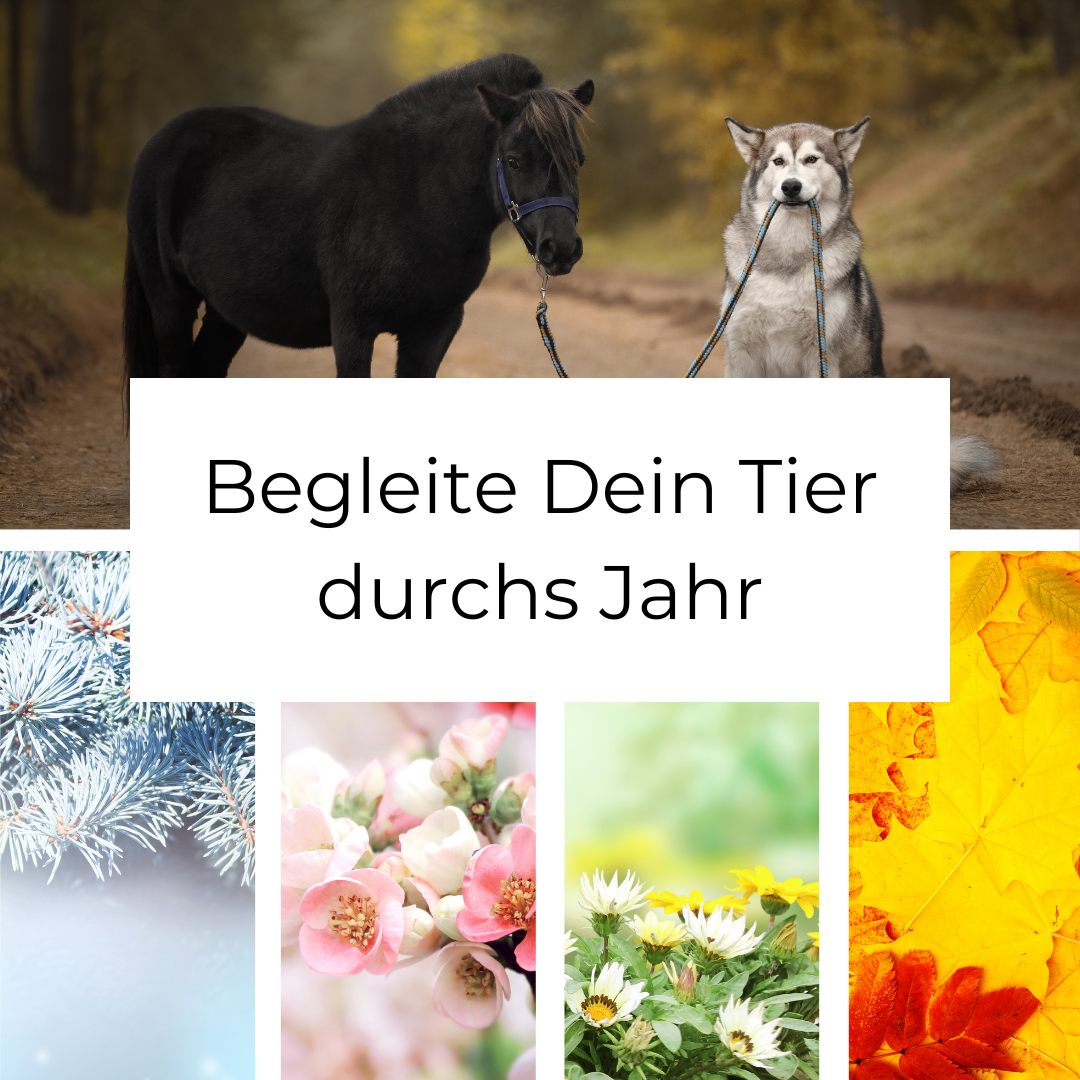 Begleite Dein Tier durchs Jahr (Videokurs)