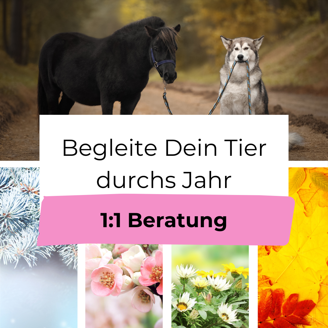 Persönliche 1:1-Beratung zum Kurs „Begleite Dein Tier durchs Jahr“