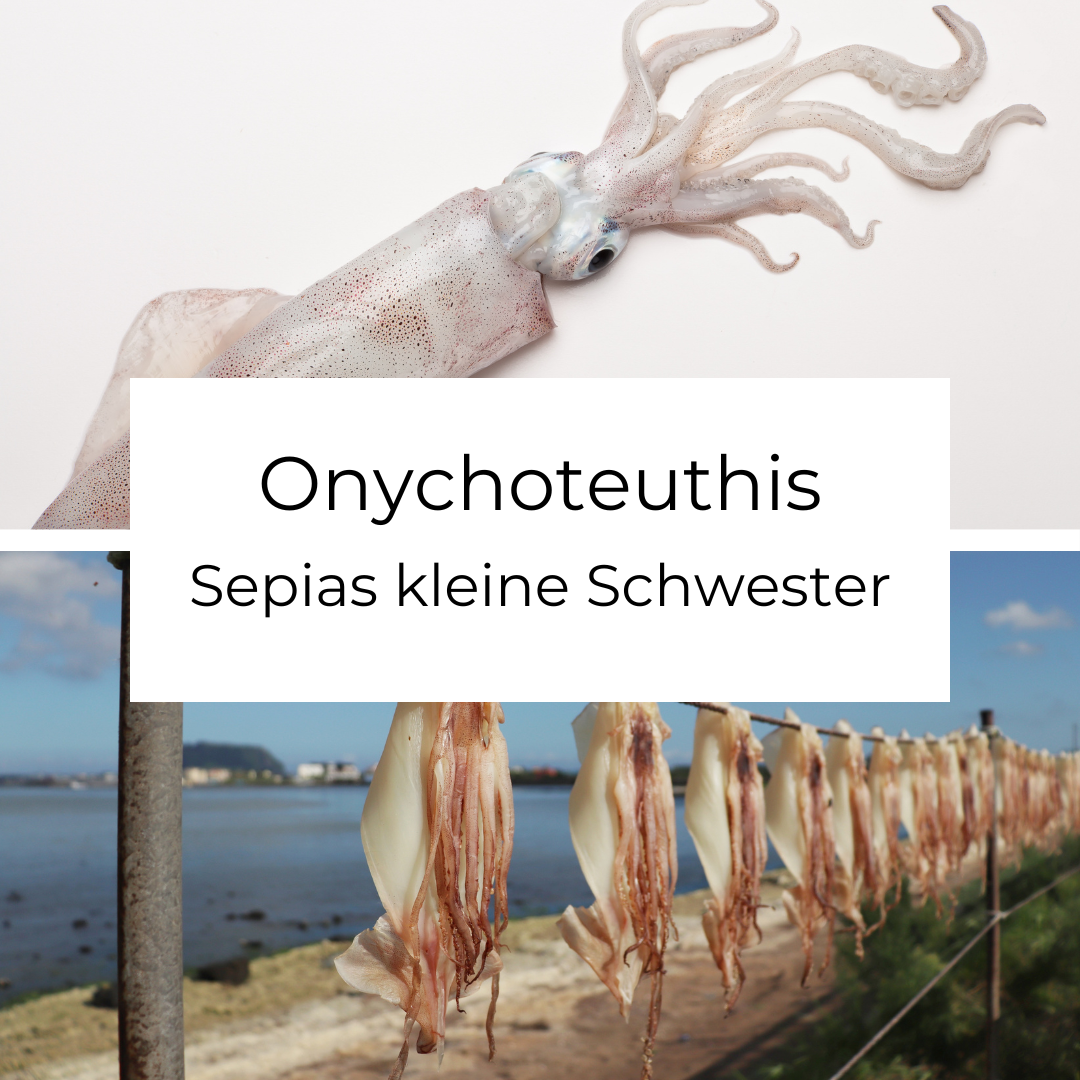 Onychoteuthis (Aufzeichnung)