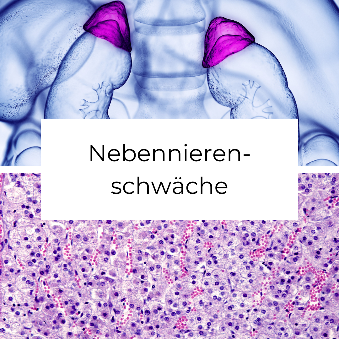 Nebennieren.png