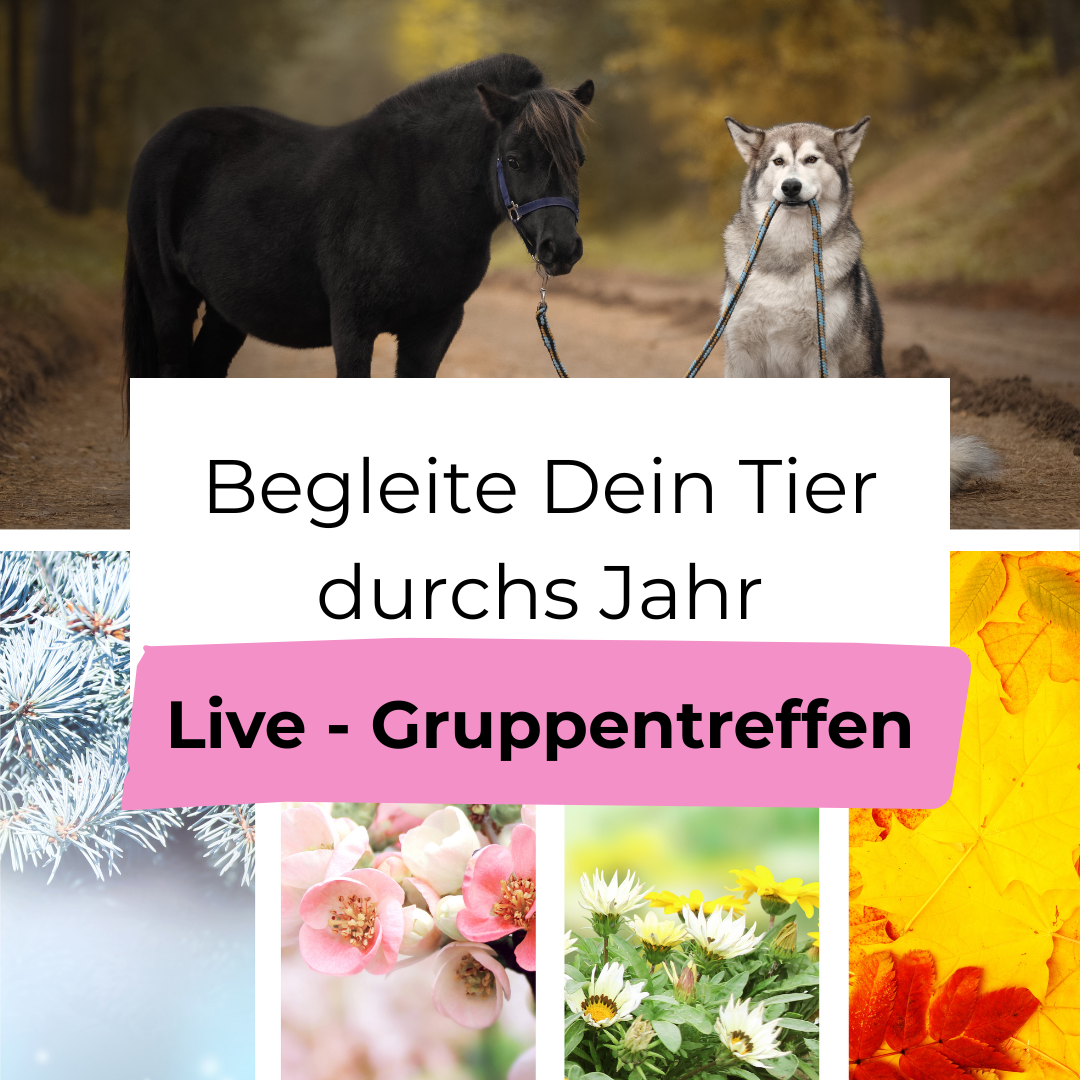 Live-Gruppentreffen zum Kurs „Begleite Dein Tier durchs Jahr“