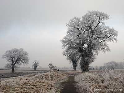 FROST - tree, field, meadow, path.