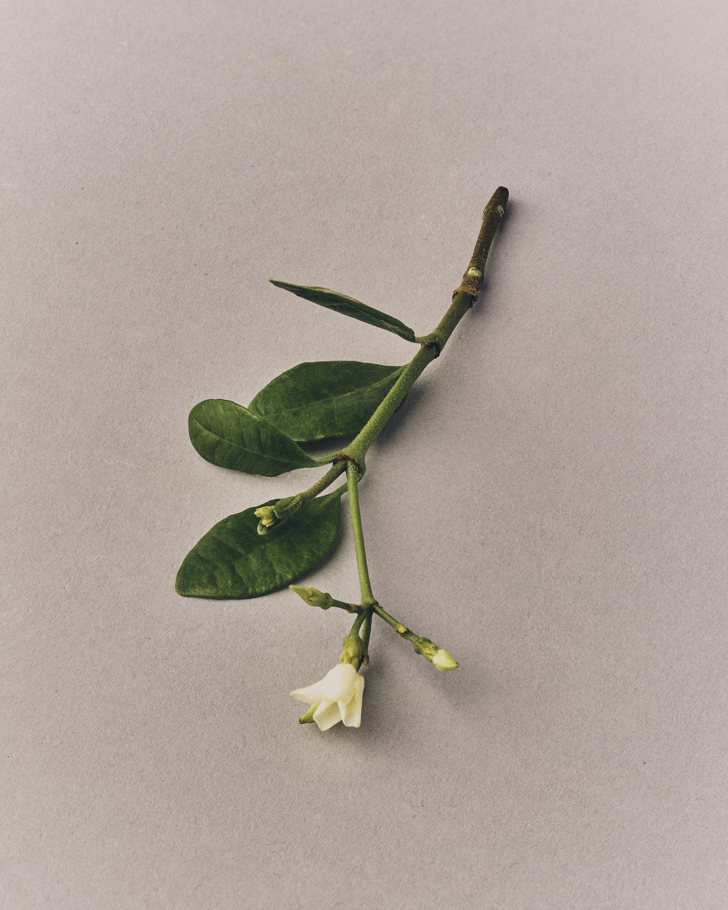 Perfume Ingredient Rahasya Photo - Jasmine.jpg