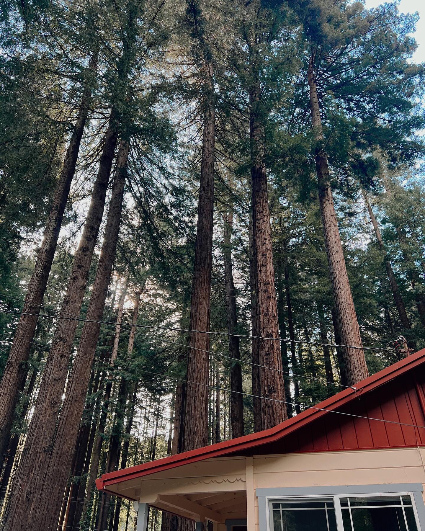 Drive an hour, sleep in a quiet place with the world&rsquo;s tallest trees where there is no cell service.