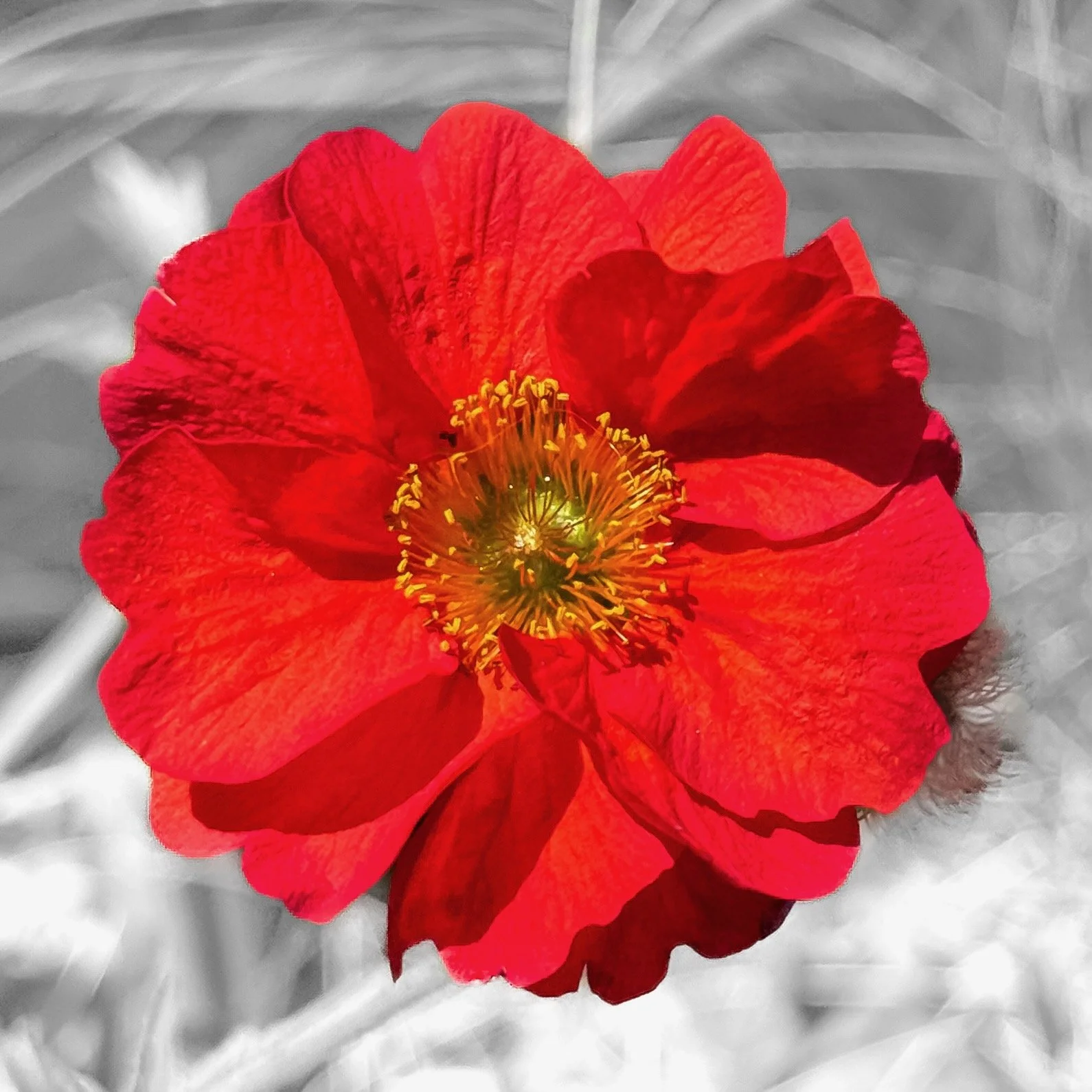 Red Flower BW Background.jpeg