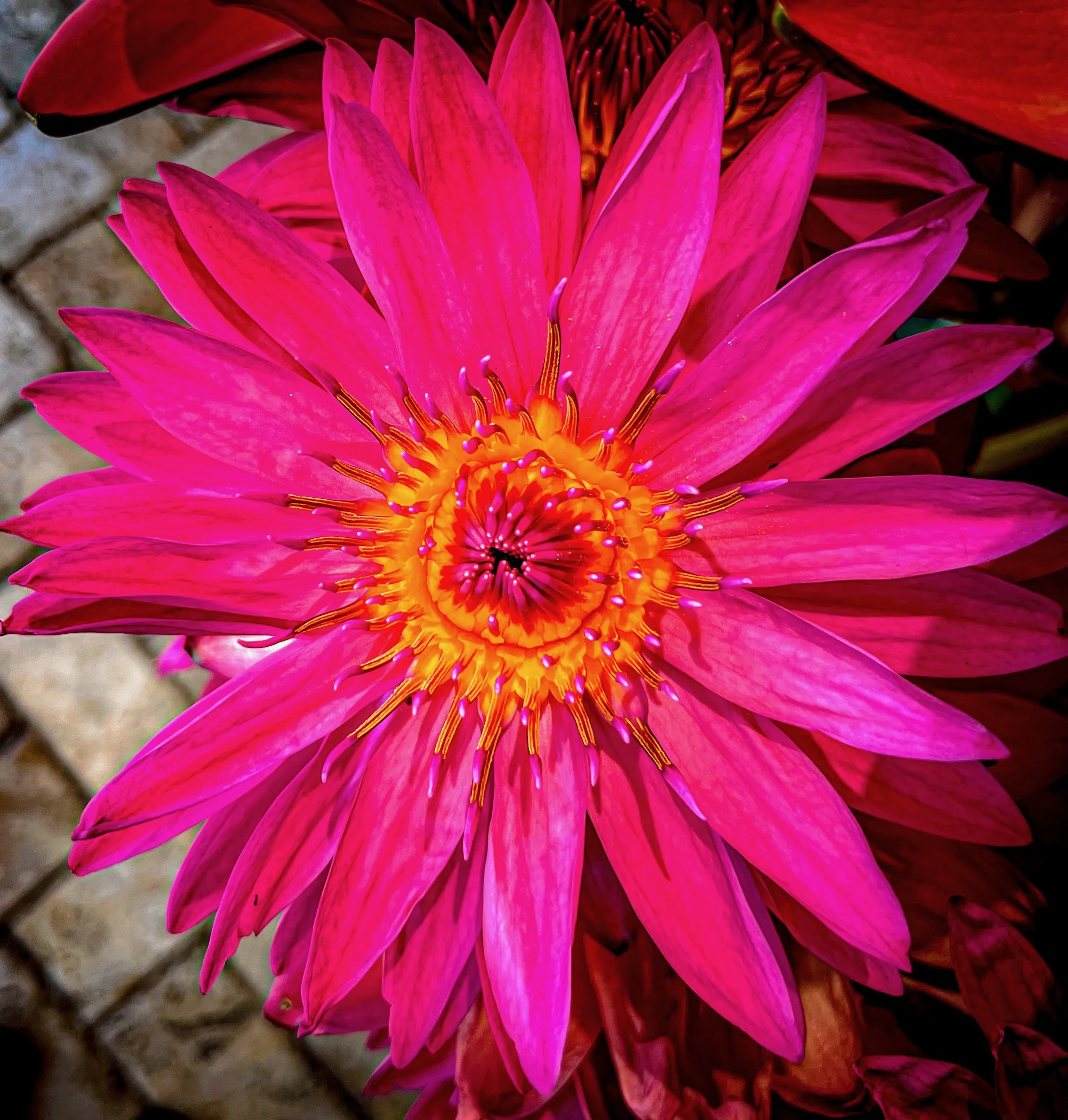 Pink Dahlia Macro.jpeg