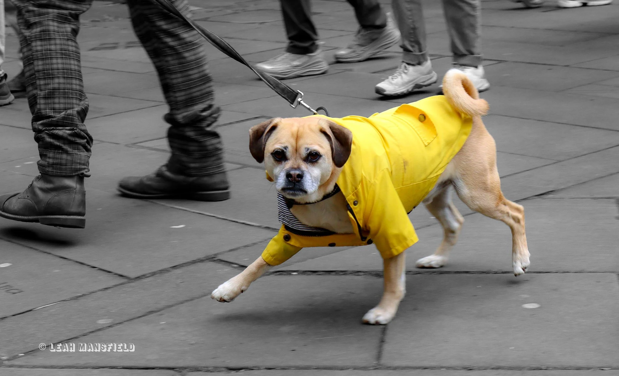 Pup in Yellow Jacket - WM.jpg