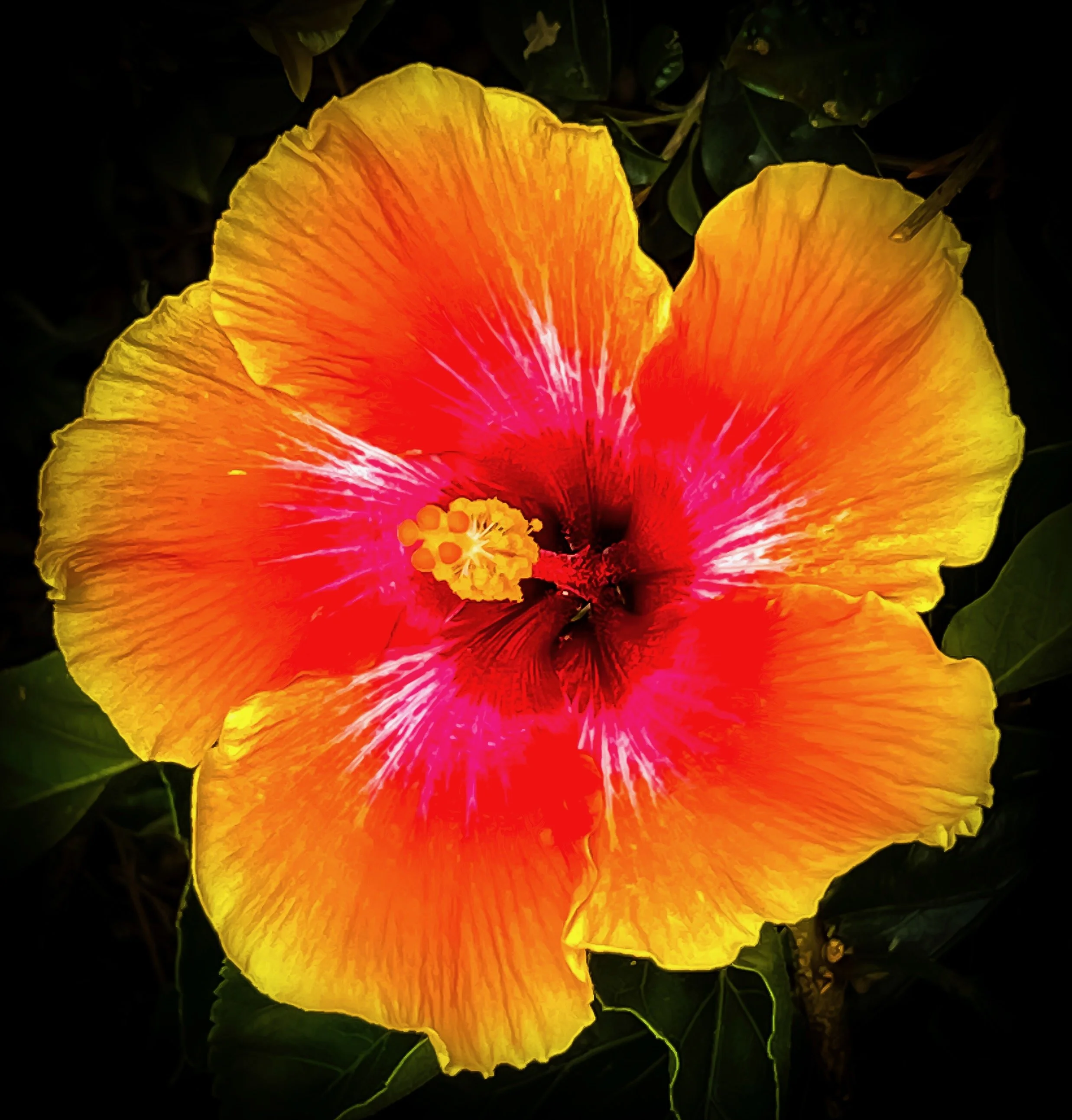 Hibiscus Flower Vivid.jpeg