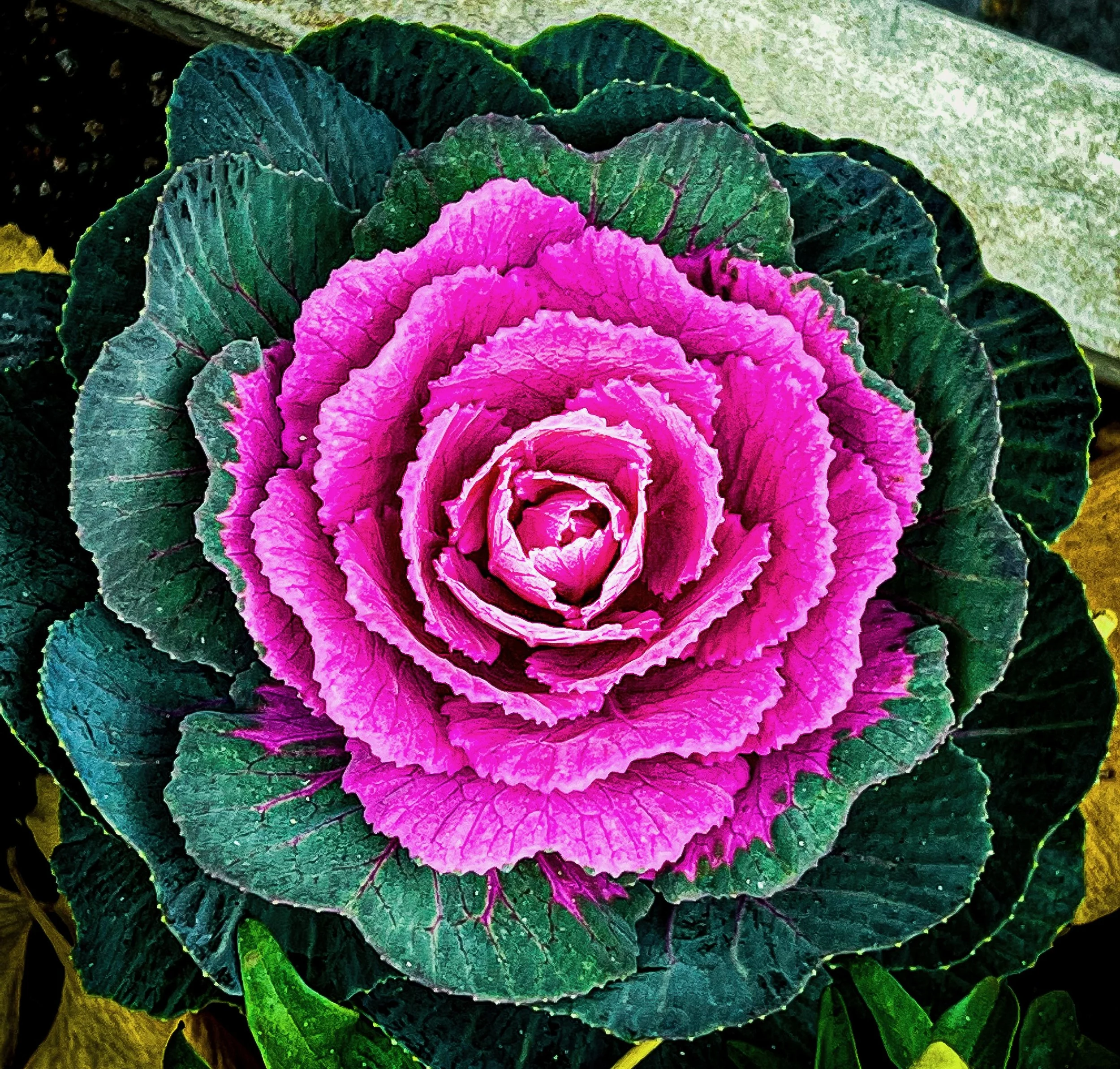Magenta Cabbage Rose.jpeg