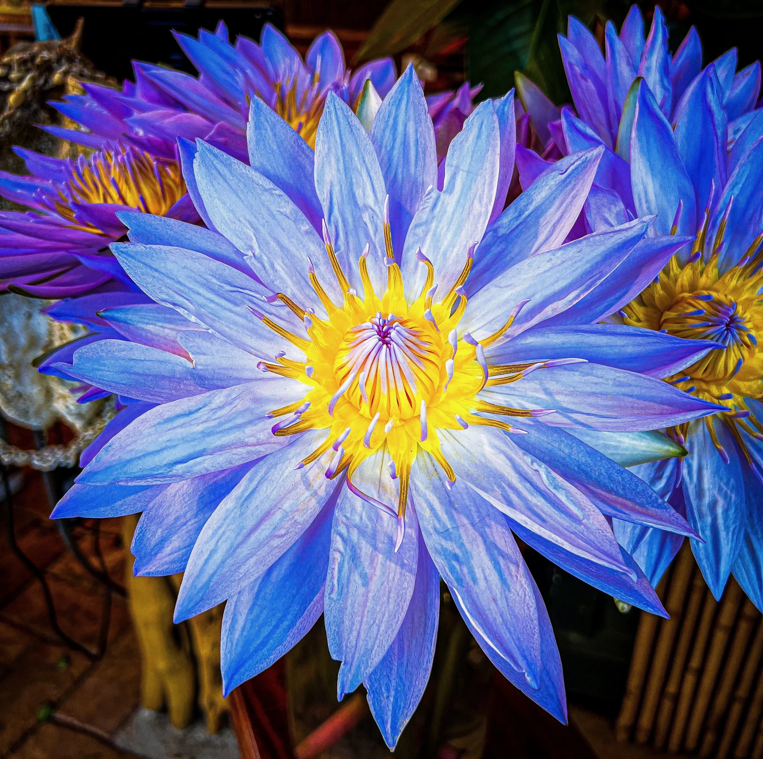 Blue Lotus Flower.jpeg