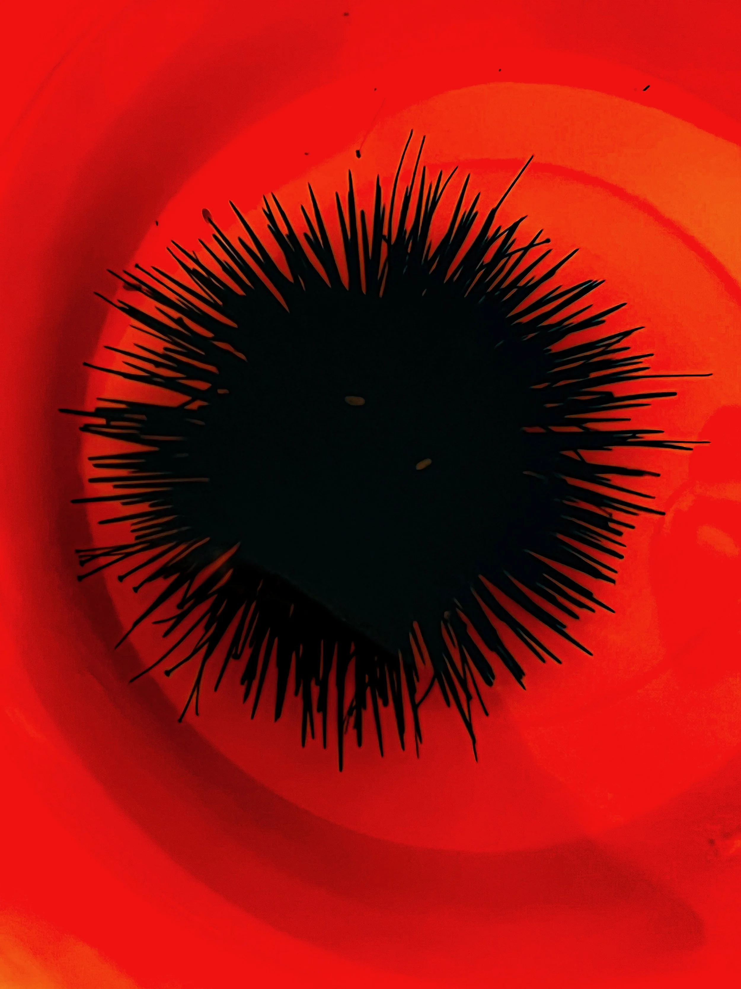 Red Sea Urchin Macro.jpeg
