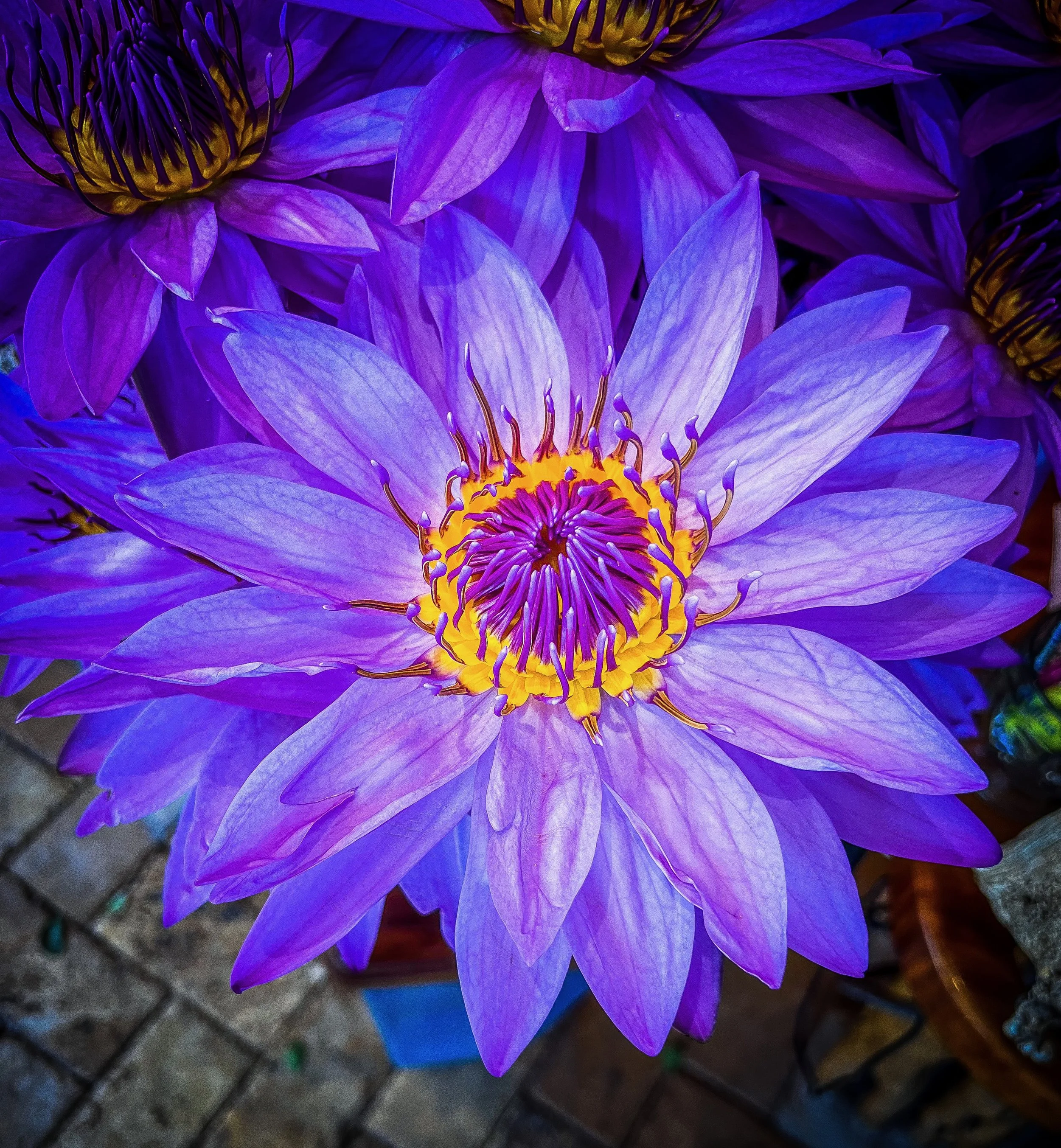 Purple Flower Macro.jpeg