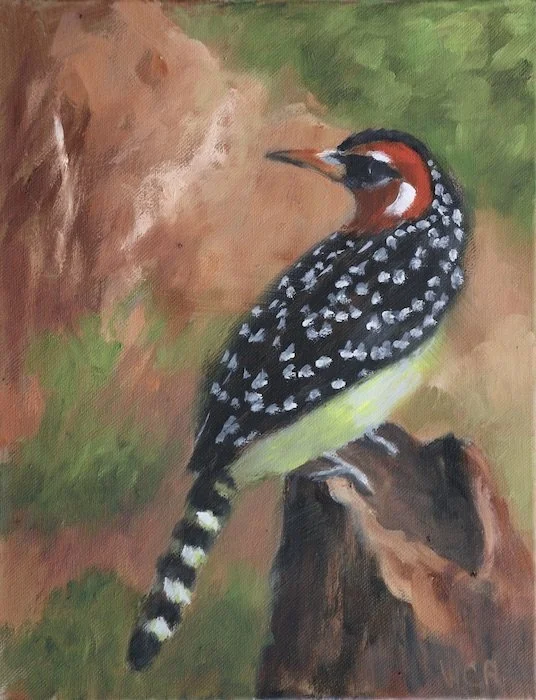 Red & Yellow Barbet 14" x 11"