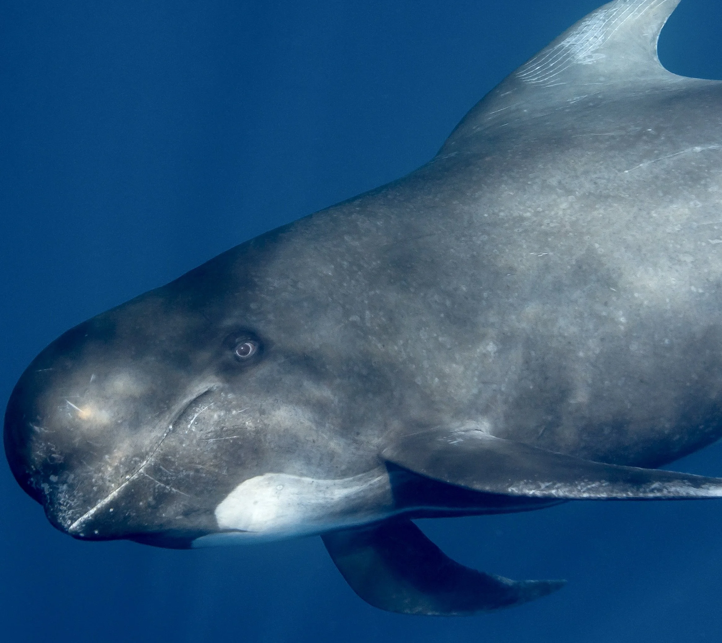 You Are NOT Alone, and Good News About Forever Chemicals (PFAS) and Regulations