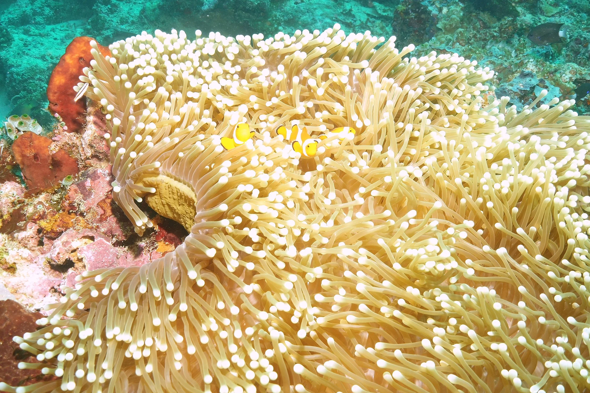 Appointments 3 — Spokane Valley Scuba