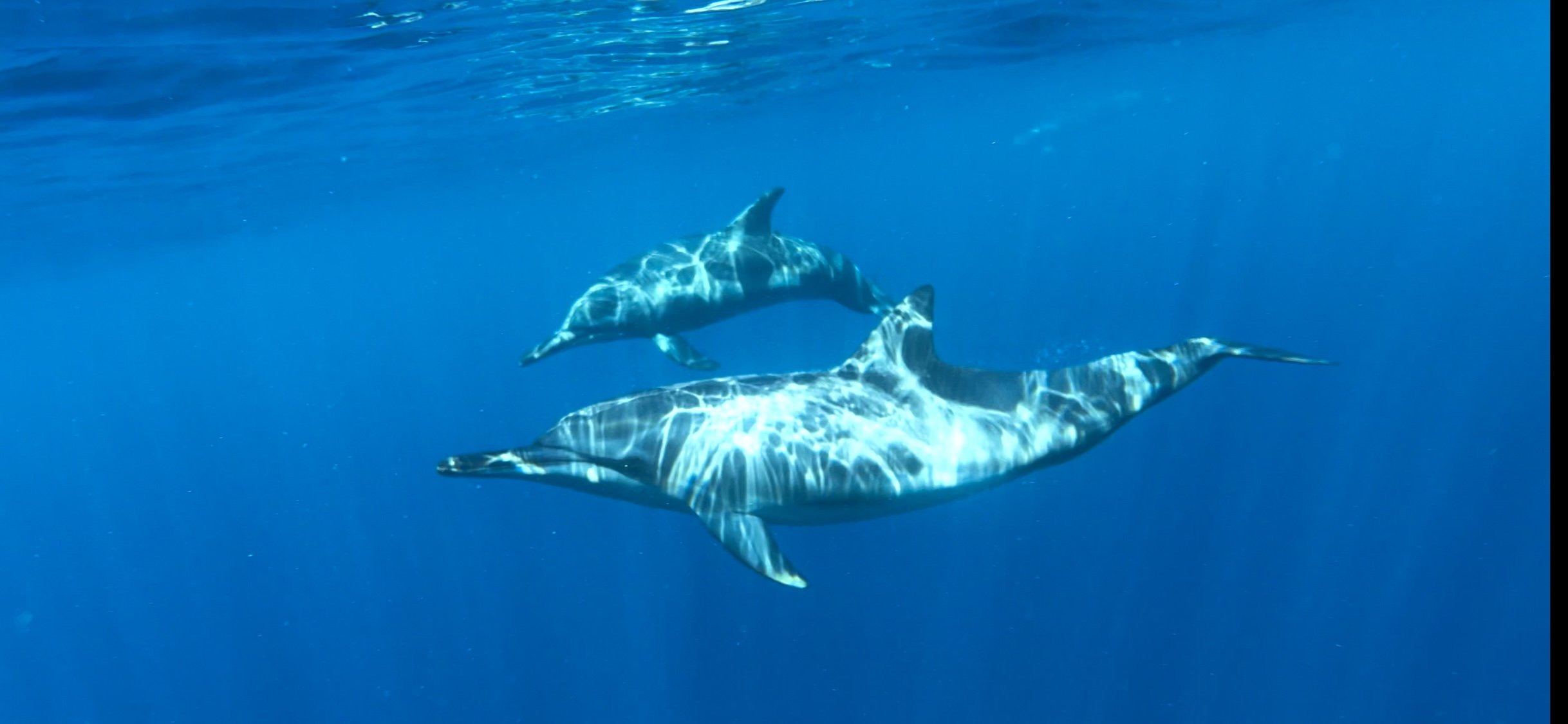 Dolphin.jpeg