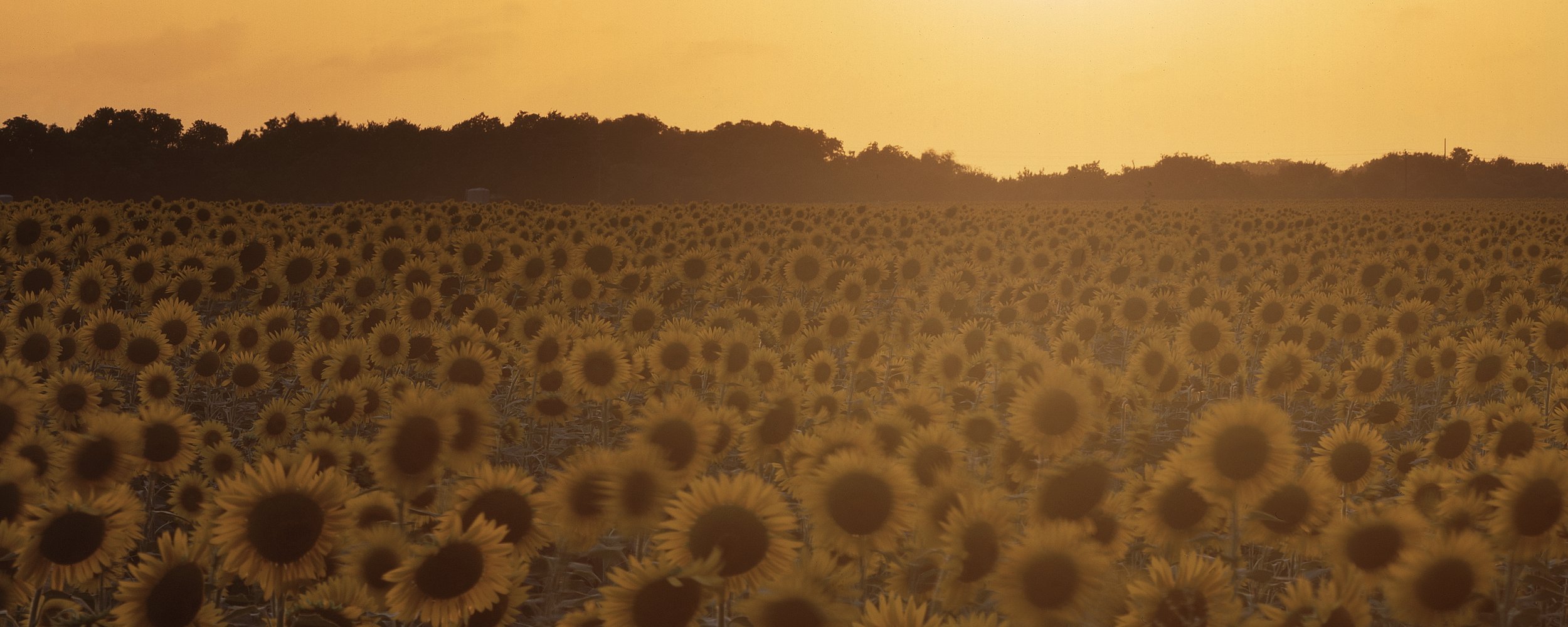 Sunflowers Velvia Bright.jpg