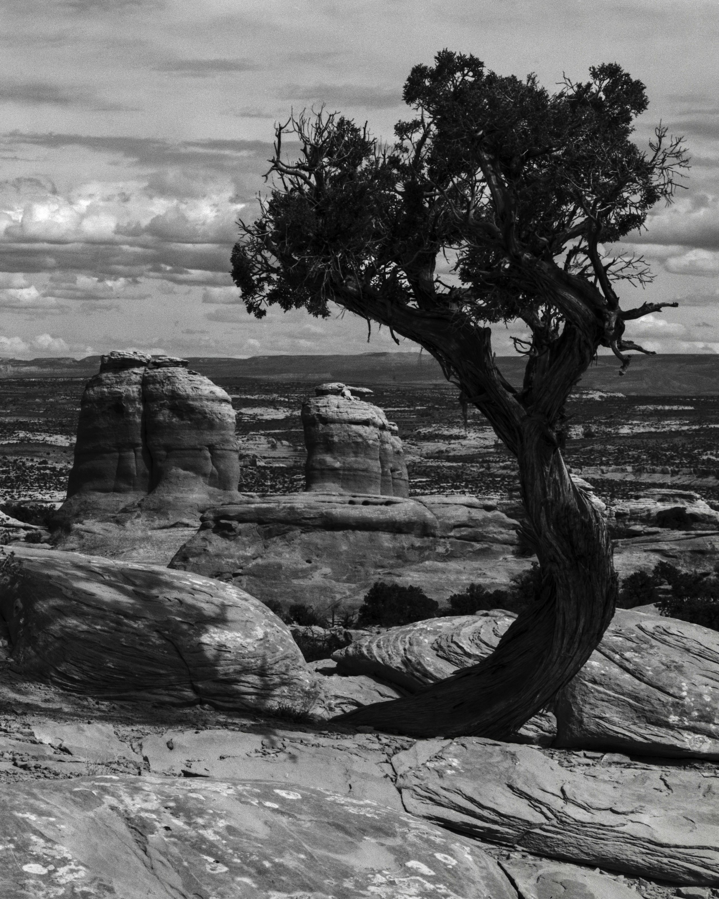 Tree Kodak Tri-X.jpg