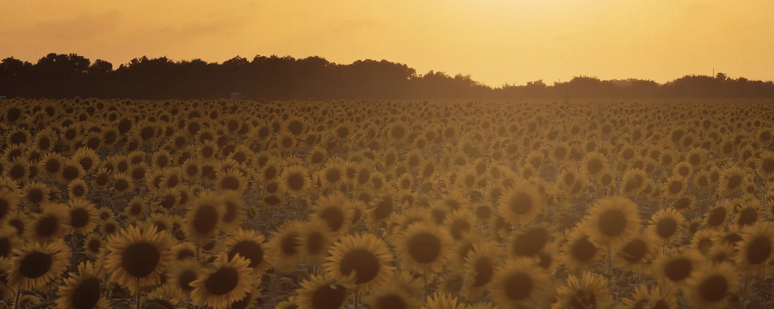 Sunflowers Velvia Bright.jpg