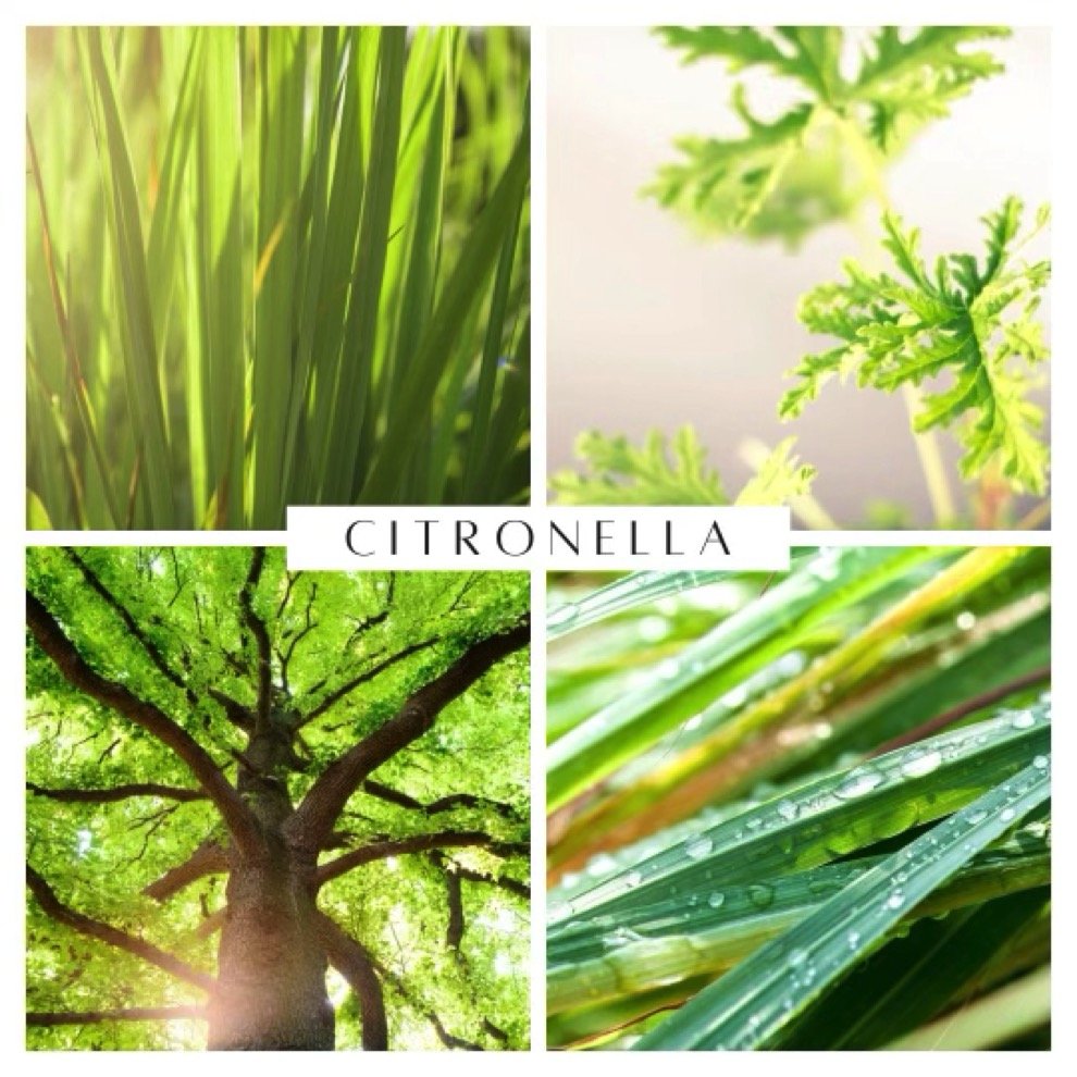 Citronella - Hoshi Lifestyle 2