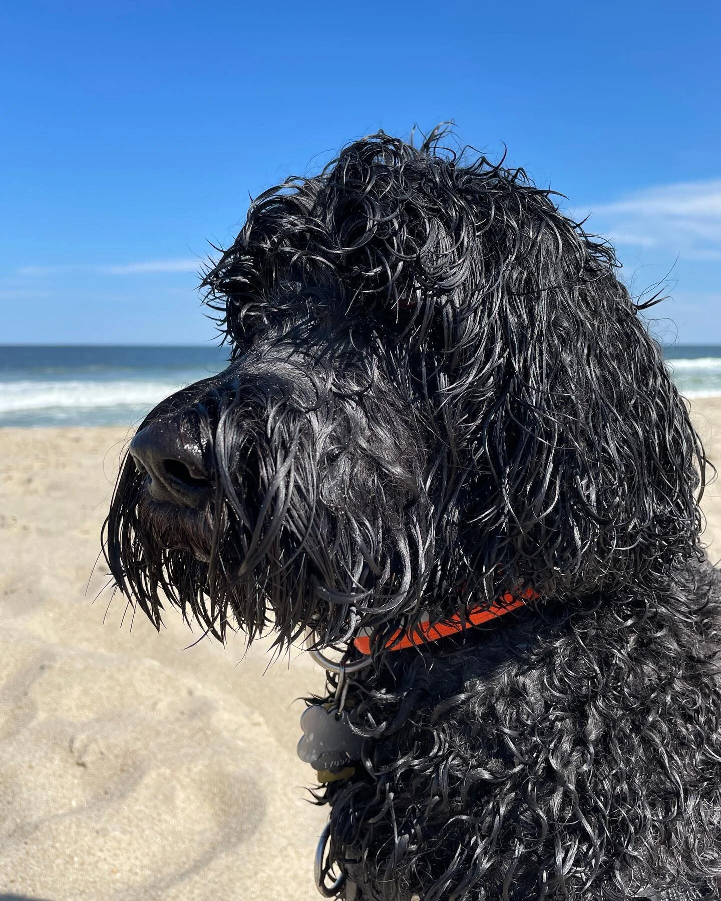 Although Boomer is sad that Memorial Day Weekend marks the end of his beach season, he wishes you all have an amazingly salty summer at the beach! 🌊🐕&zwj;🦺