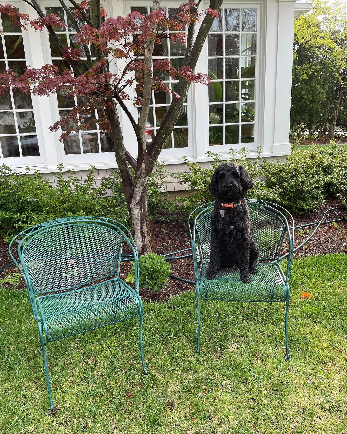 Boomer loves the chairs too! 🐕&zwj;🦺💕 

#onemanstrashisanothermanstreasure #recycle #wellworksstudio