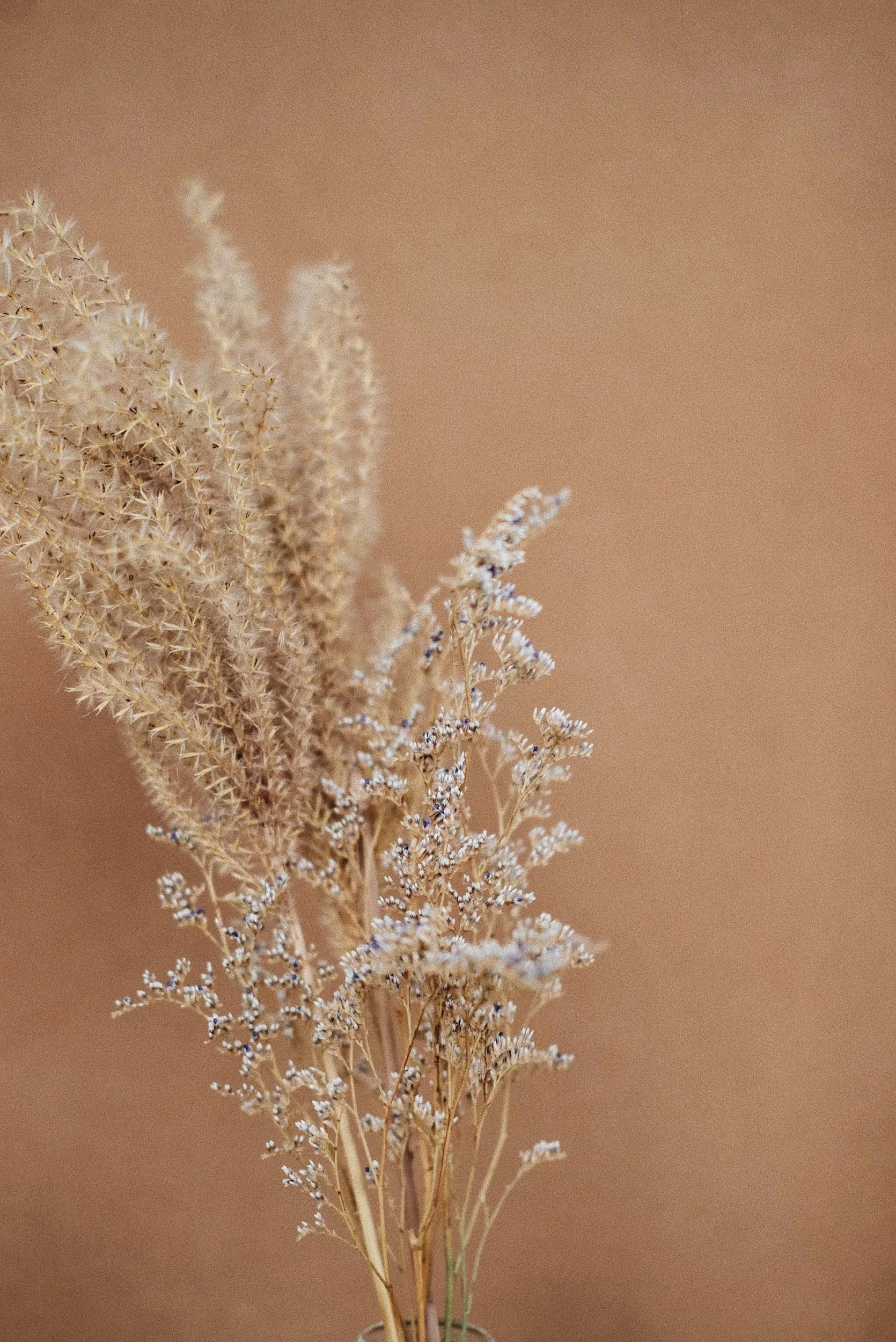 A close-up of dried beige pampas grass and small white filler flowers against a plain, warm beige background.