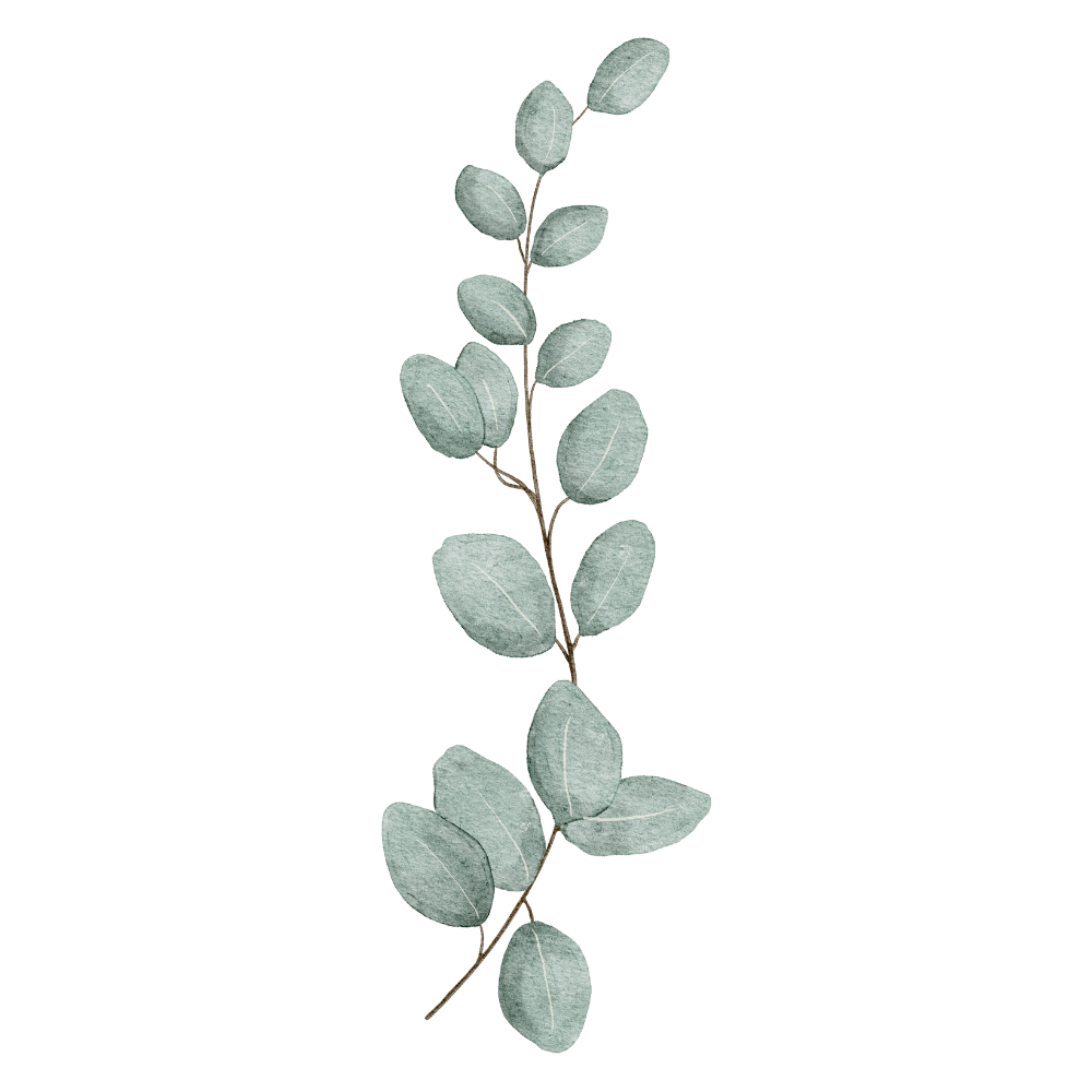 A sprig of eucalyptus with elongated greenish-gray oval leaves.