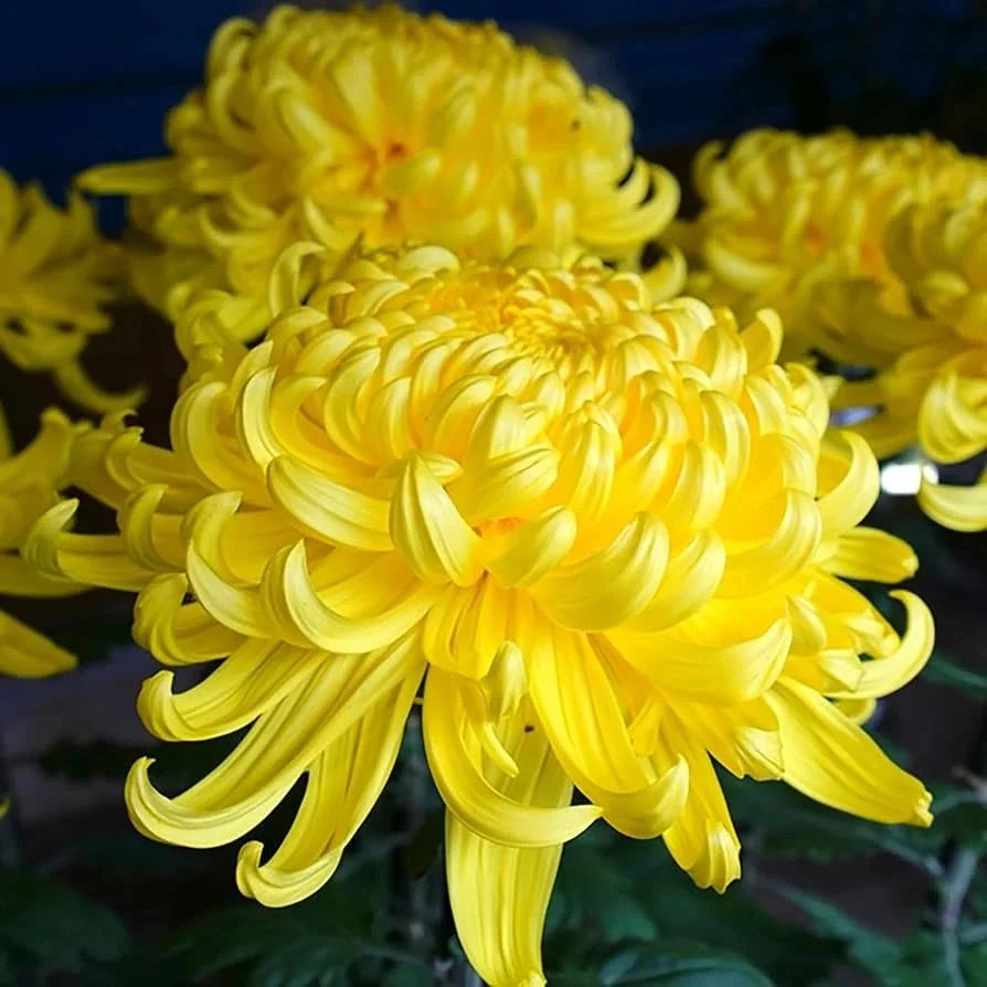 Chrysanthemum.jpeg