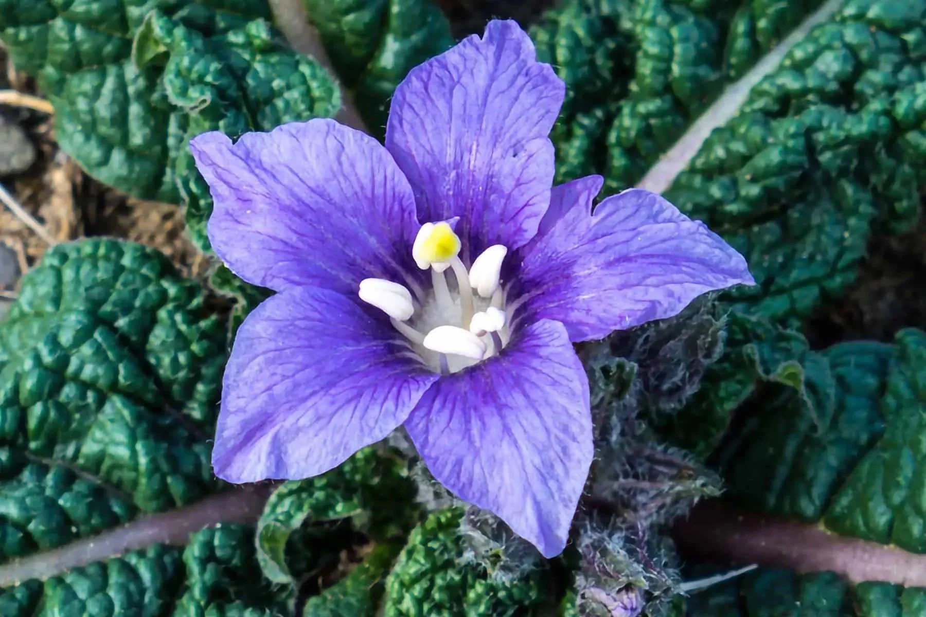 mandrake-psychedelic-1 copy.jpg