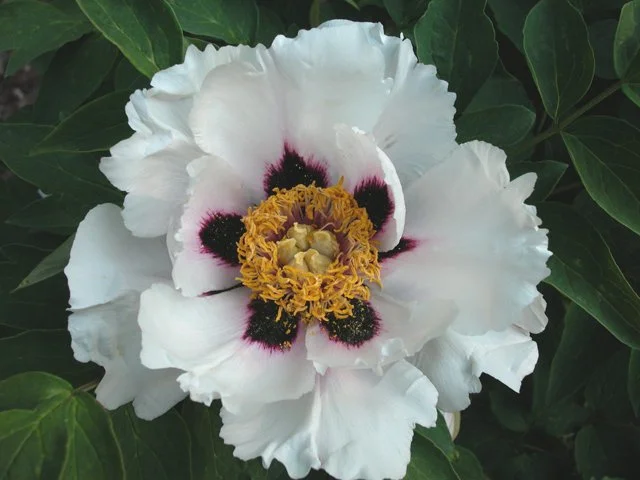lg-snow-lotus1.jpg