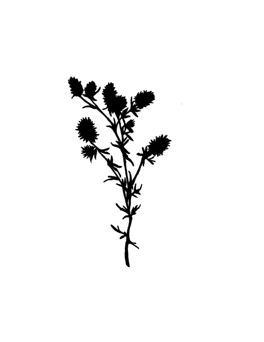 shadow thistle (single use)