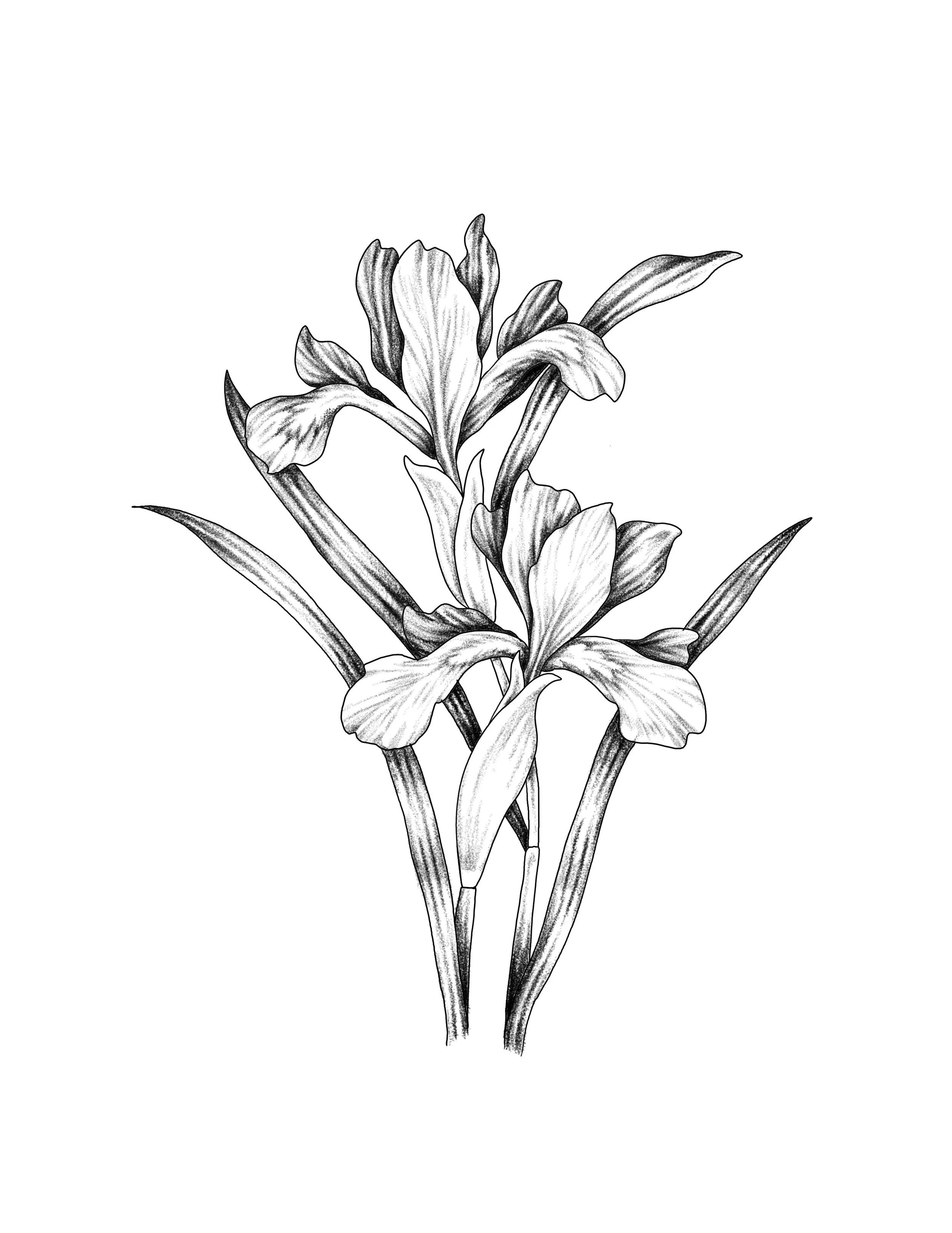 irises
