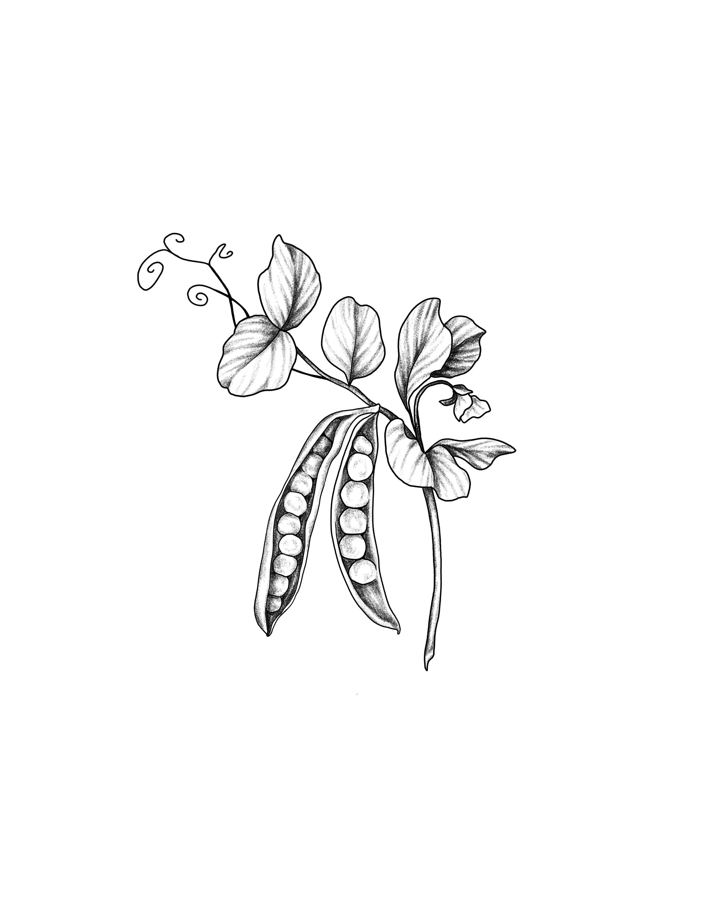 pea pods- repeatable