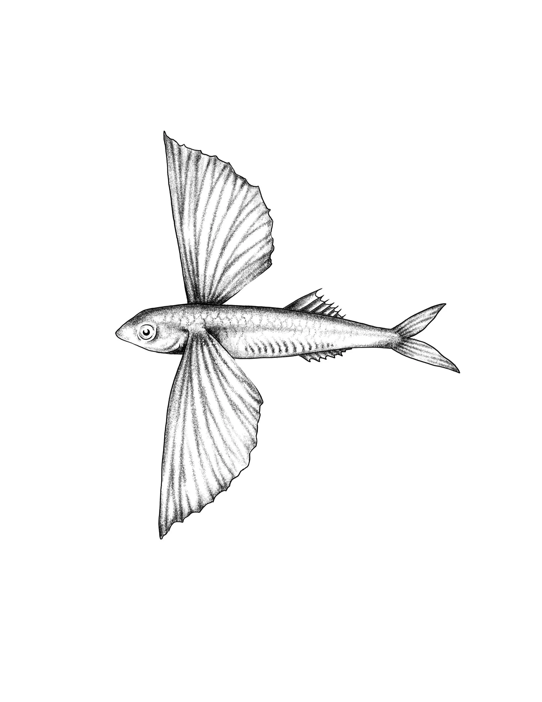 flying fish