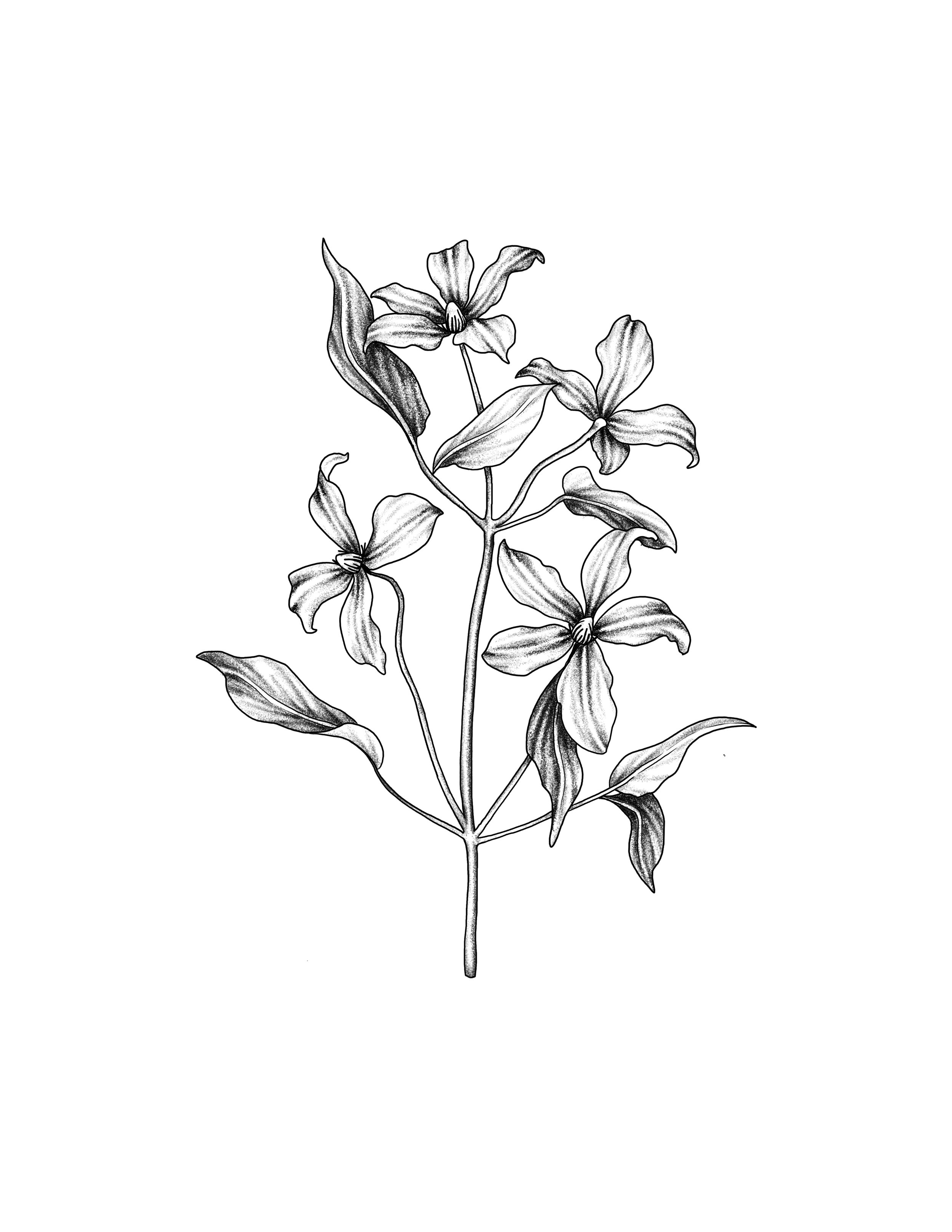 clematis