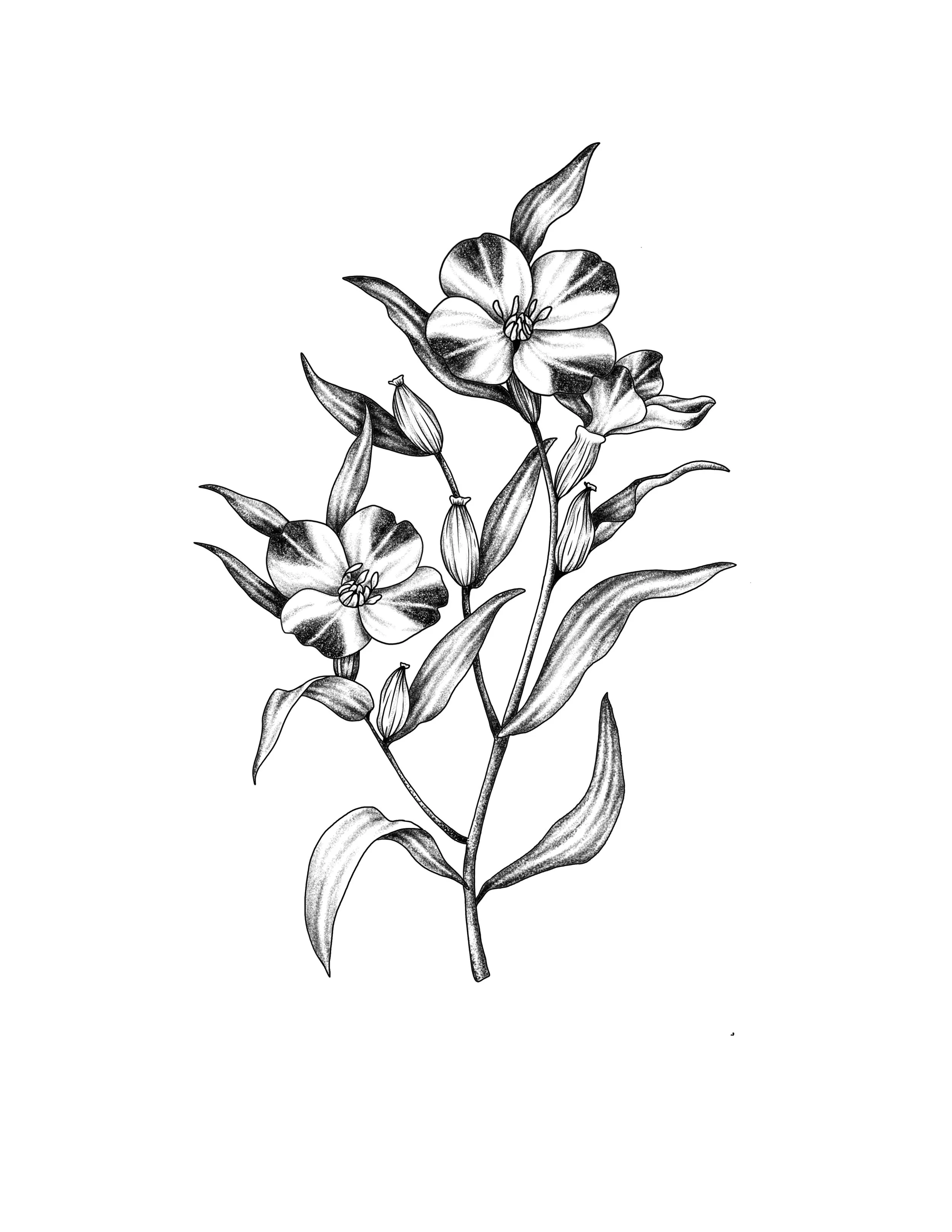 clarkia flower