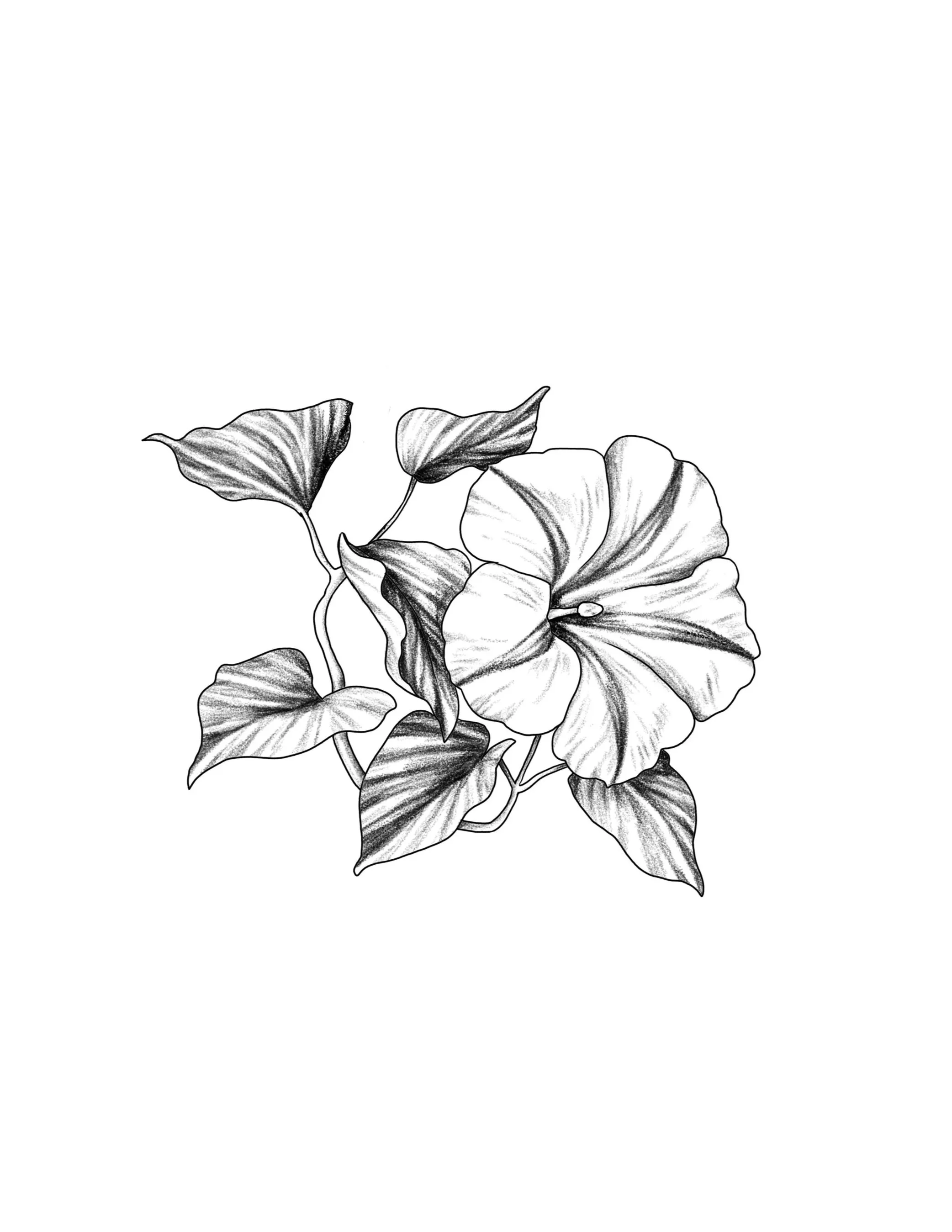 morning glory- repeatable