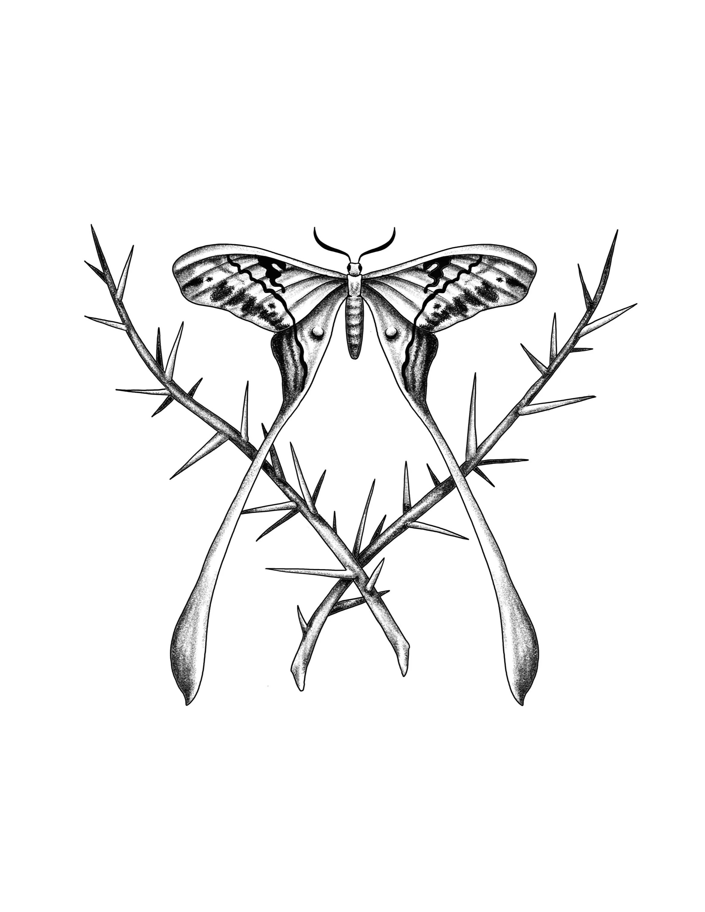 butterfly and thorns