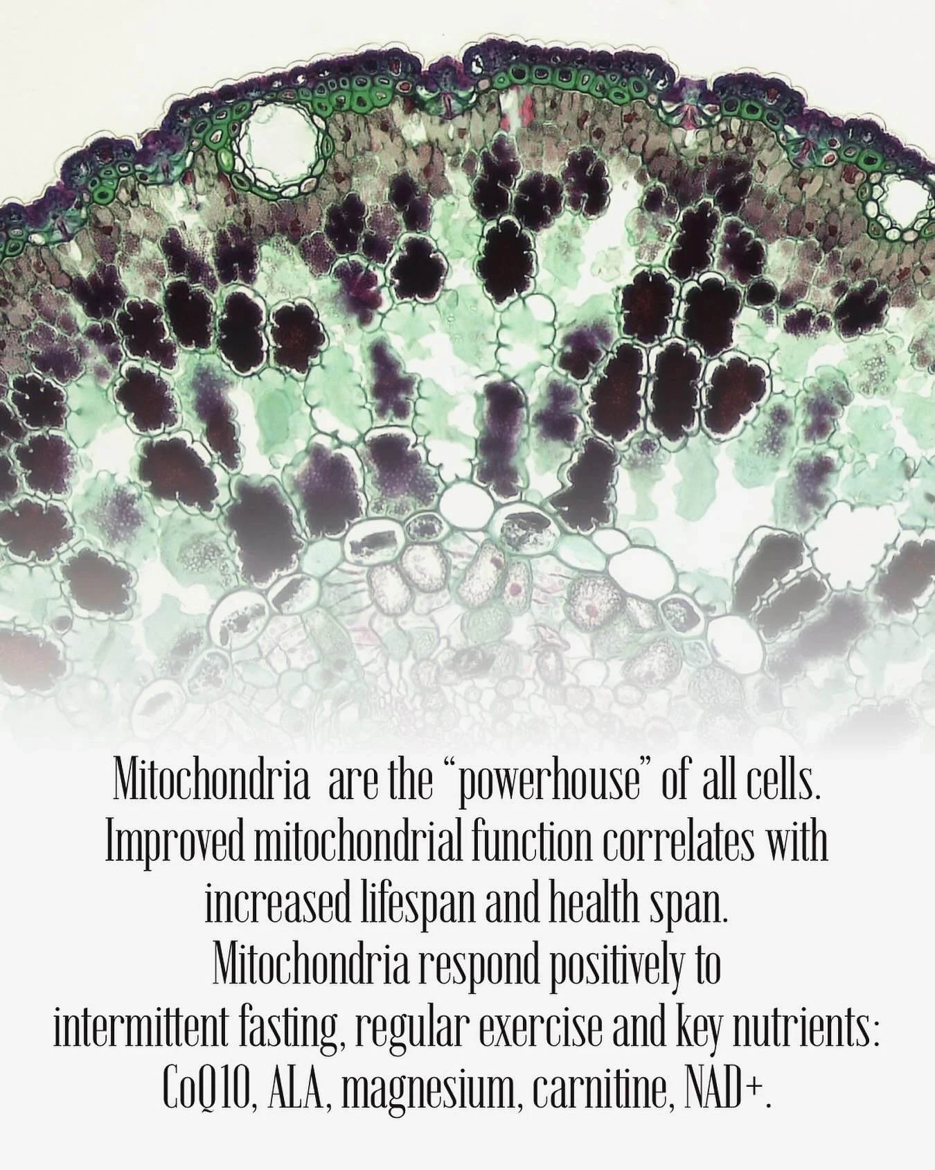 #mitochondrialhealth #lifespan #healthspan #healthyaging #energymatters #exerciseforhealth #nutrientsforhealth #lifestylemedicine #functionalmedicine #functionalmedicinedoctor #functionalmedicinehealth #elementalmed