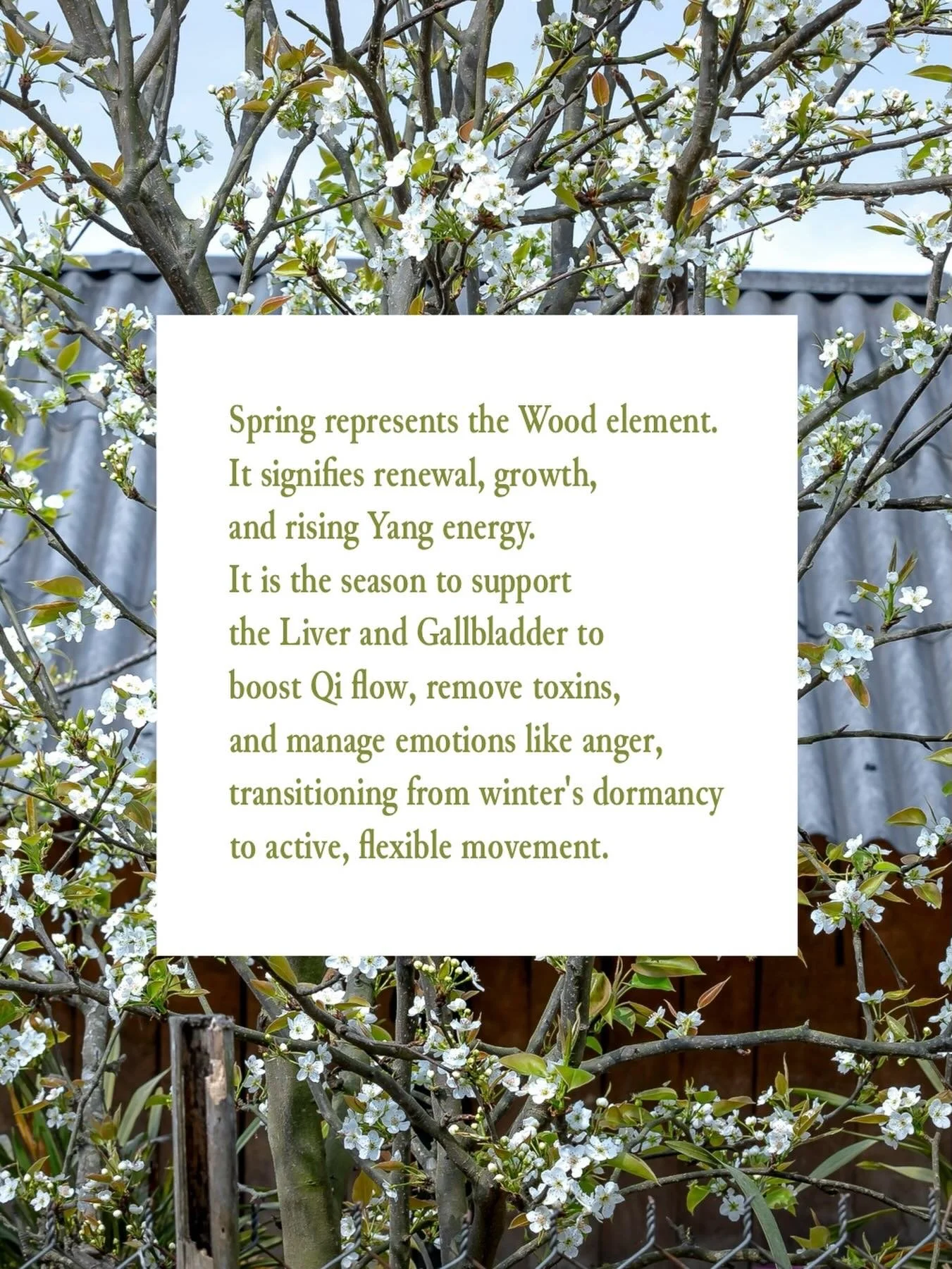 #woodelement #springrenewal #elementalmed #elementalmedclinic #fiveelementacupuncture