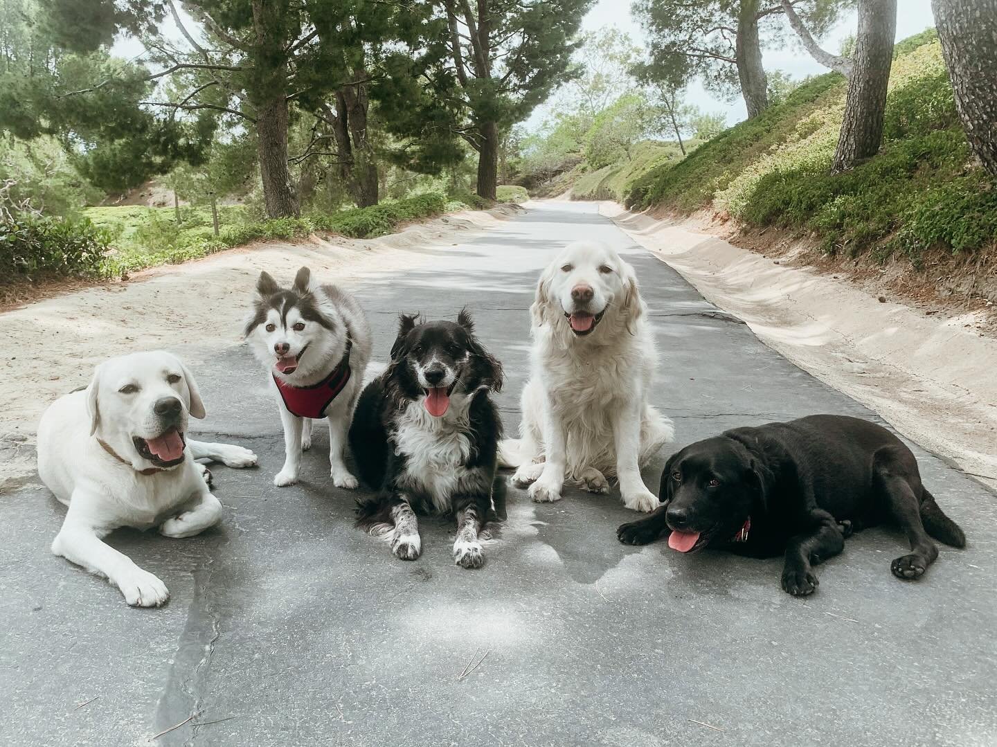 Physical exercise. Mental stimulation. Socialization. Pack walks with Pups Will Play are the perfect combo for a happy healthy pup. Join the pack today!

#WhiteLab #HuskyMix #CollieShepherdMix #EnglishCreamRetriever #BlackLab