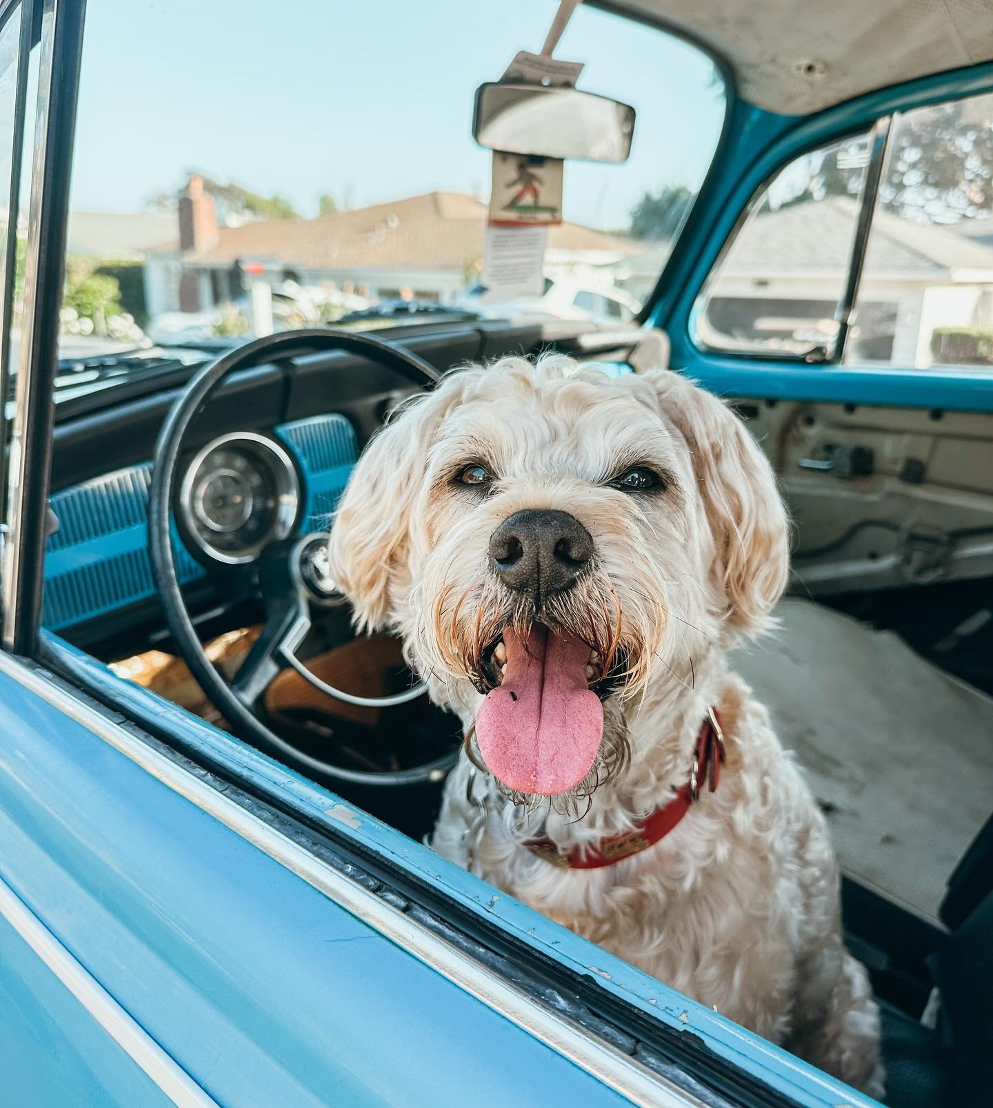 Ready to cruise 

Don't wait to book an adventure for your pup, with summer here, slots fill quickly. Book today! 

#Whoodle
