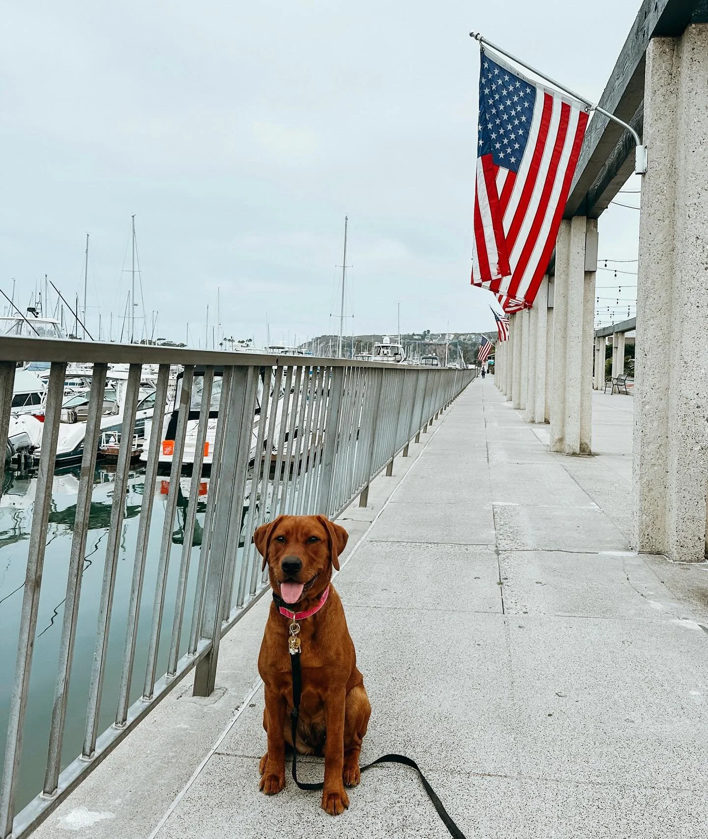 Today we remember not only the heroes in uniform, but also the four-legged heroes who searched tirelessly through the rubble. The search &amp; rescue dogs of 9/11 gave hope, comfort, and unwavering loyalty when it was needed most. Dogs are truly the 