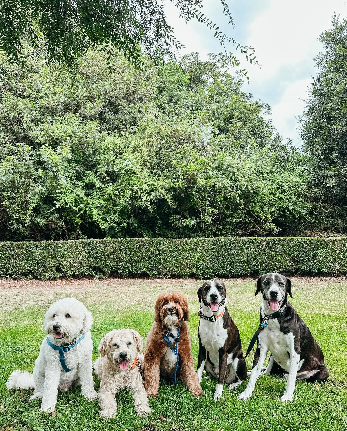 At Pups Will Play, we believe every dog deserves more than just a walk, they deserve adventure, love, and personalized care. Our boutique dog walking and pet sitting services bring the fun right to your doorstep, in a classic VW! From playful pack wa