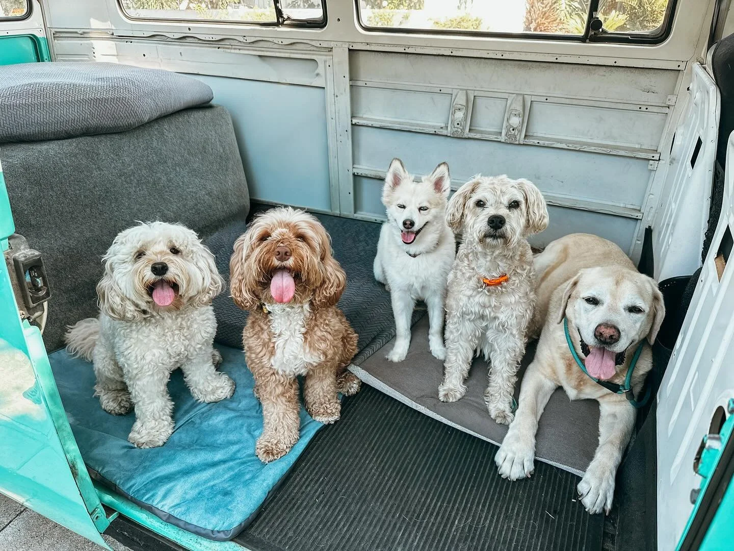 At Pups Will Play, we believe every dog deserves adventure, love, and personalized care. Our boutique dog walking service comes right to your door with the bonus of cruising in vintage Volkswagens! Book a pack walk for your pup

#MiniAustralianLabrad