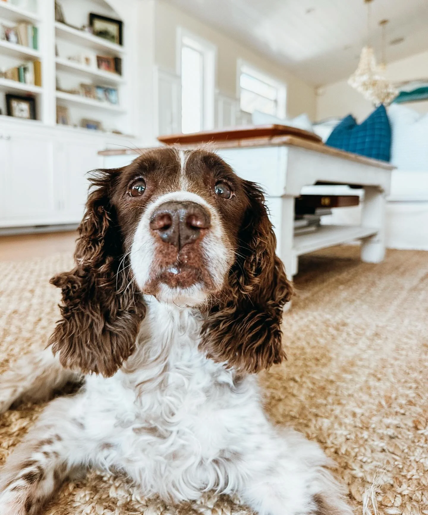 Next time you are headed out of town or need someone to care for your pup, remember Pups Will Play is here to make sure your pup has the best time, cause when they've happy, you're happier
Learn more at www.PupsWillPlay.com

#SpringerSpaniel